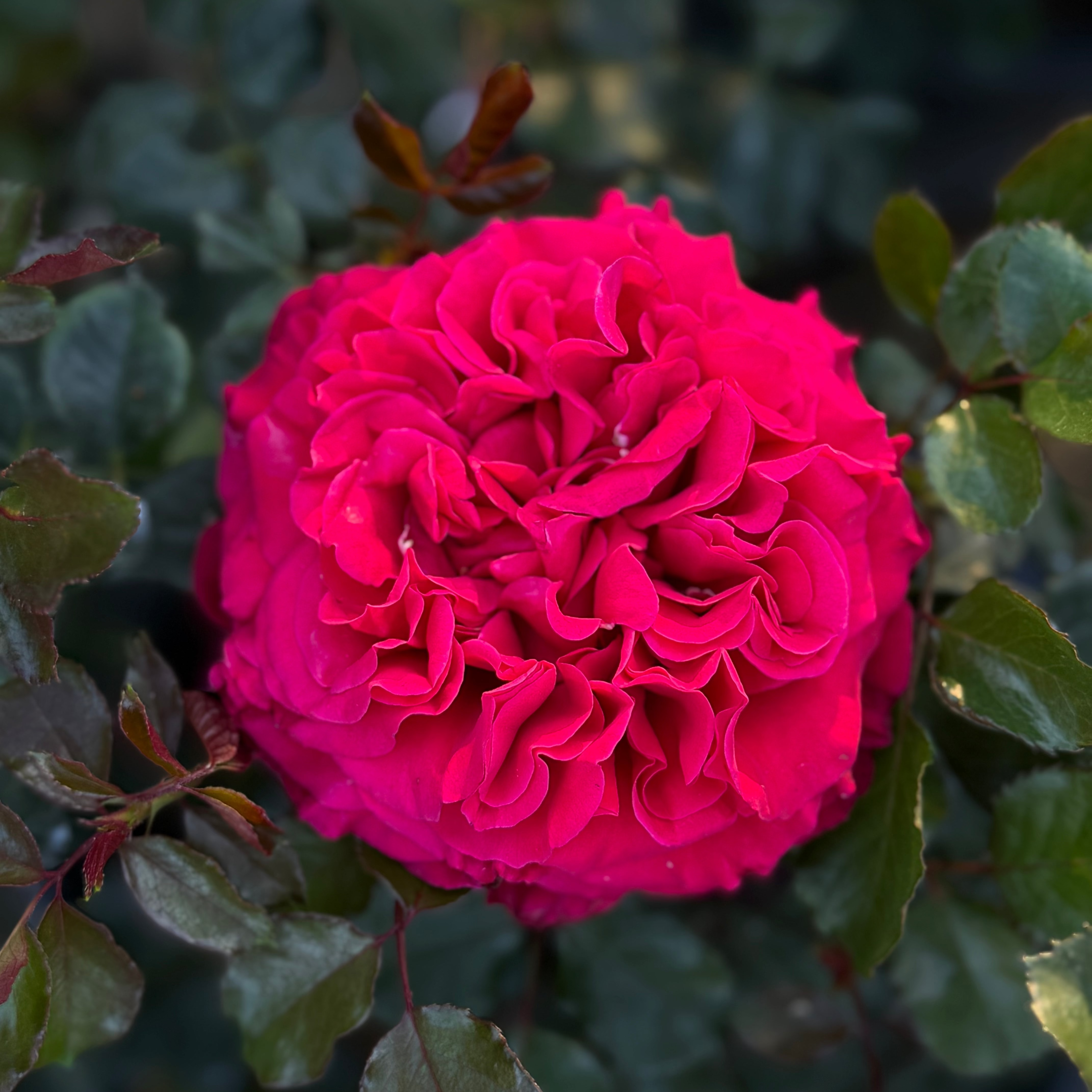 Beloved Potted Rose Bush