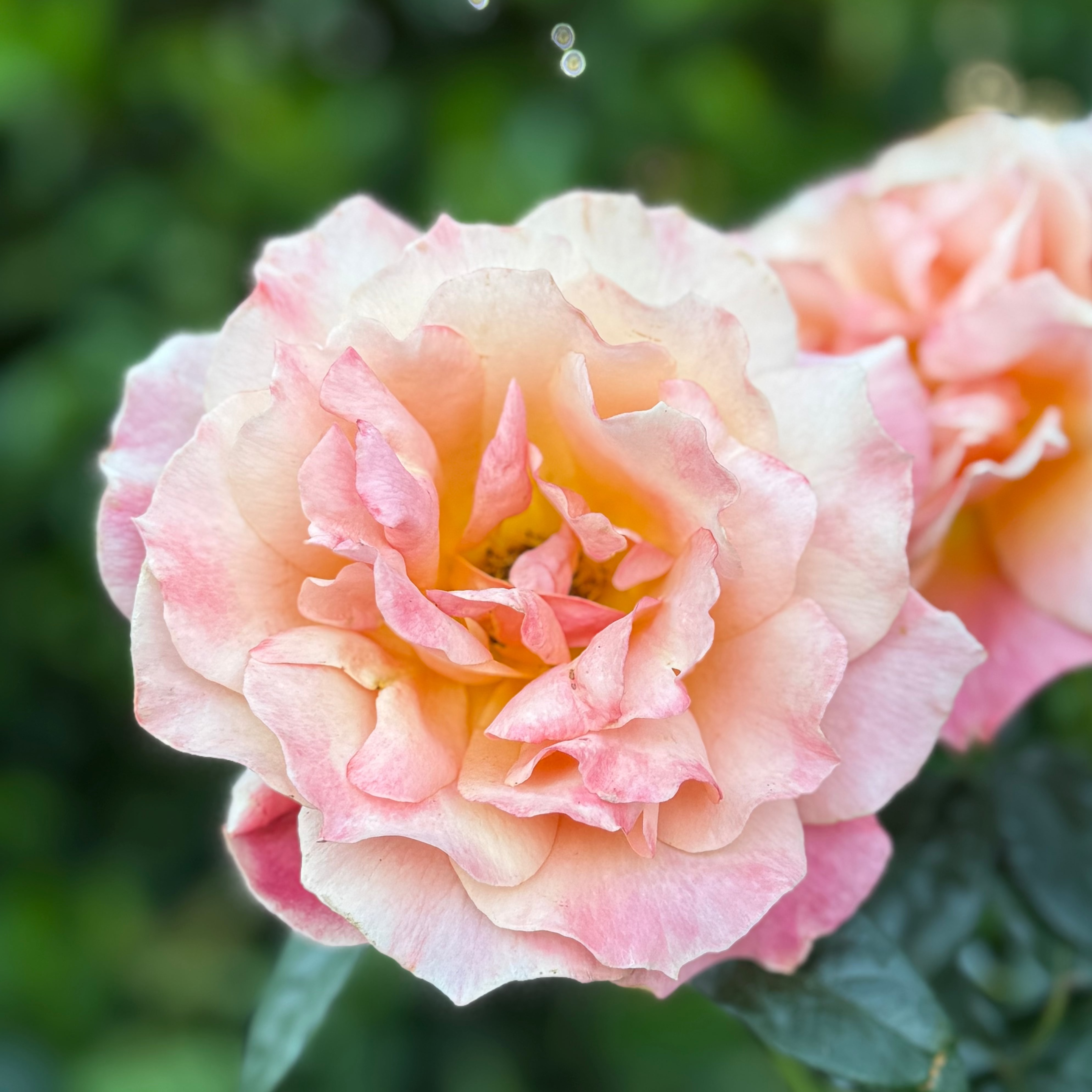 Livin' Easy® Potted Rose Bush