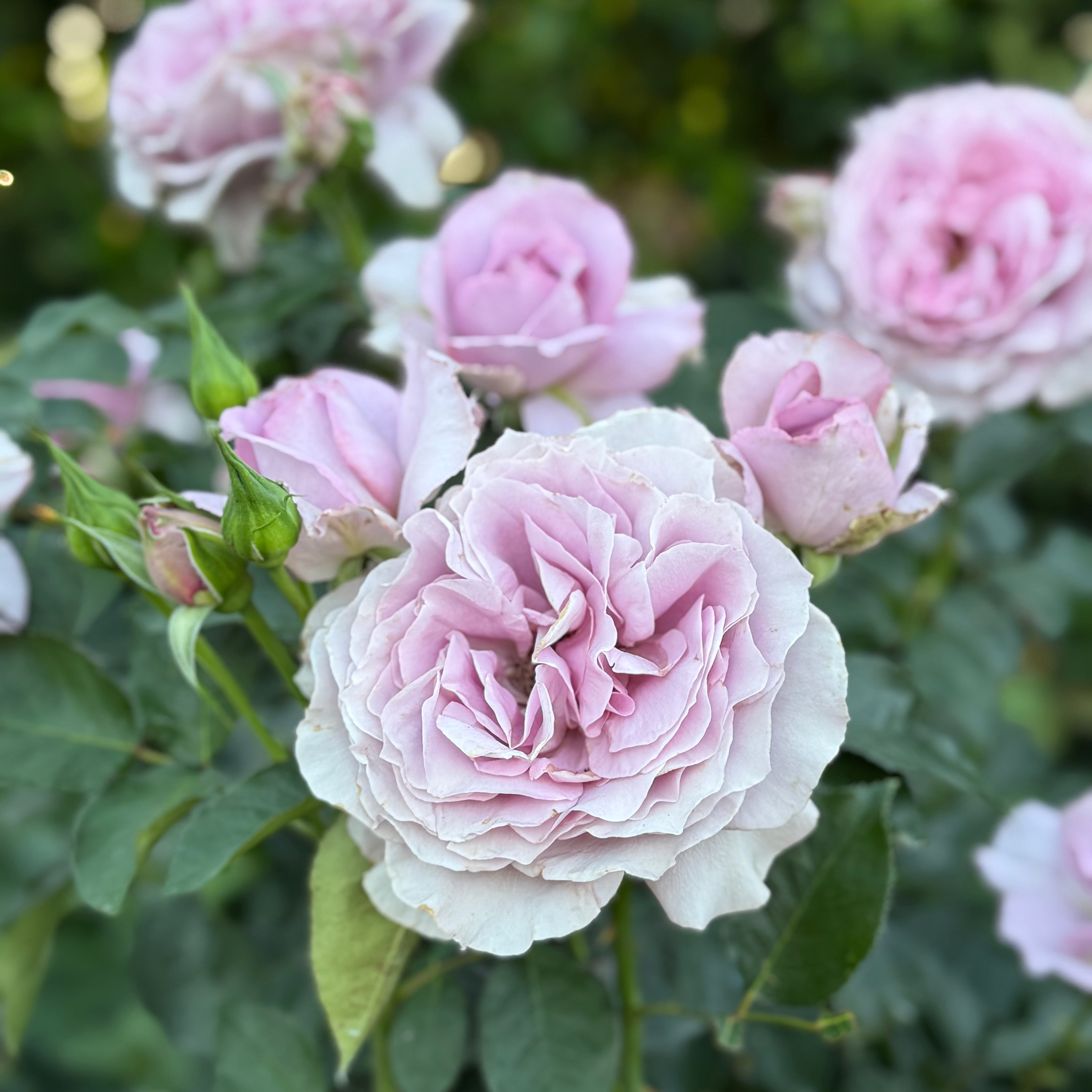 Love Song™ Potted Tree Rose