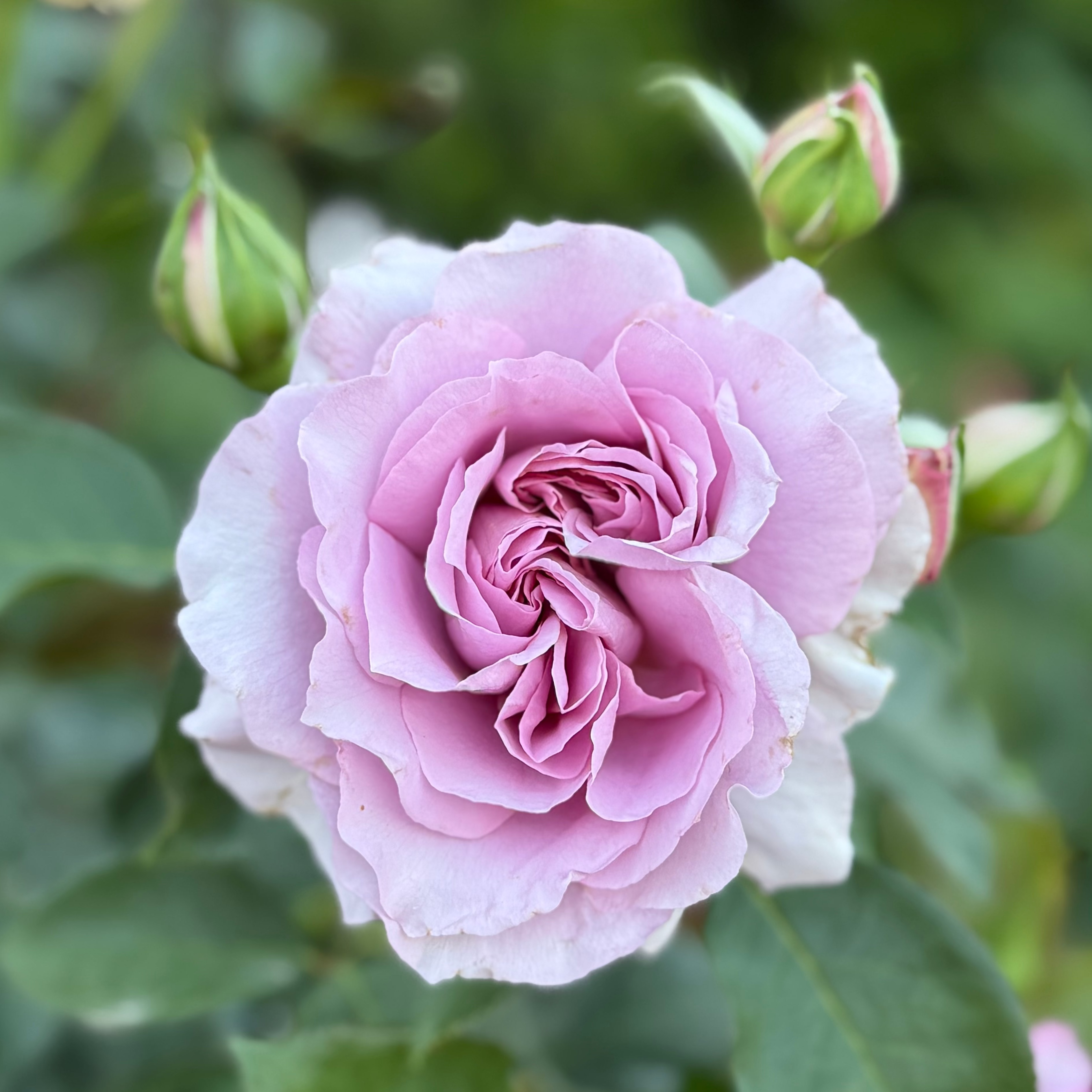 Love Song™ Potted Tree Rose