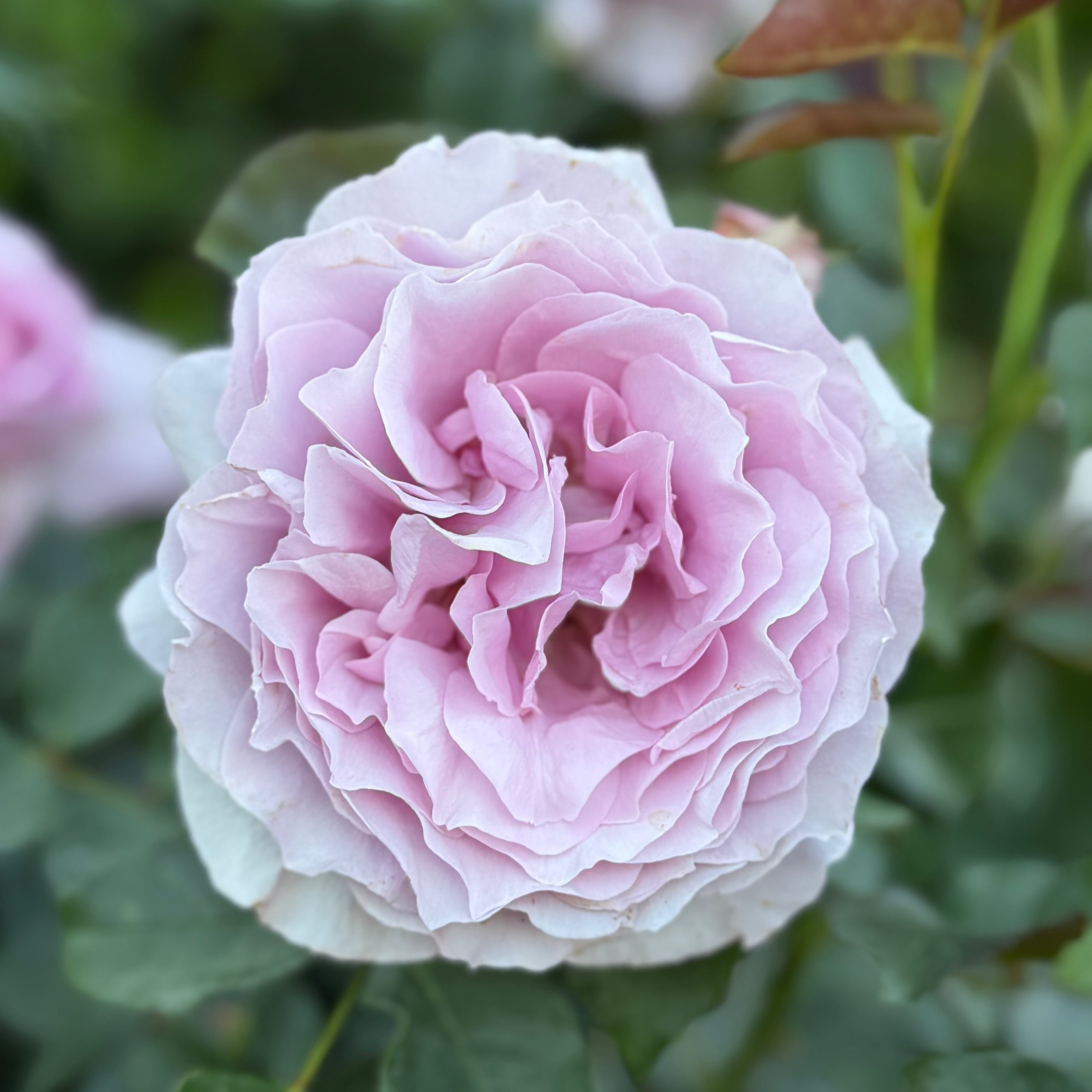 Love Song™ Potted Tree Rose