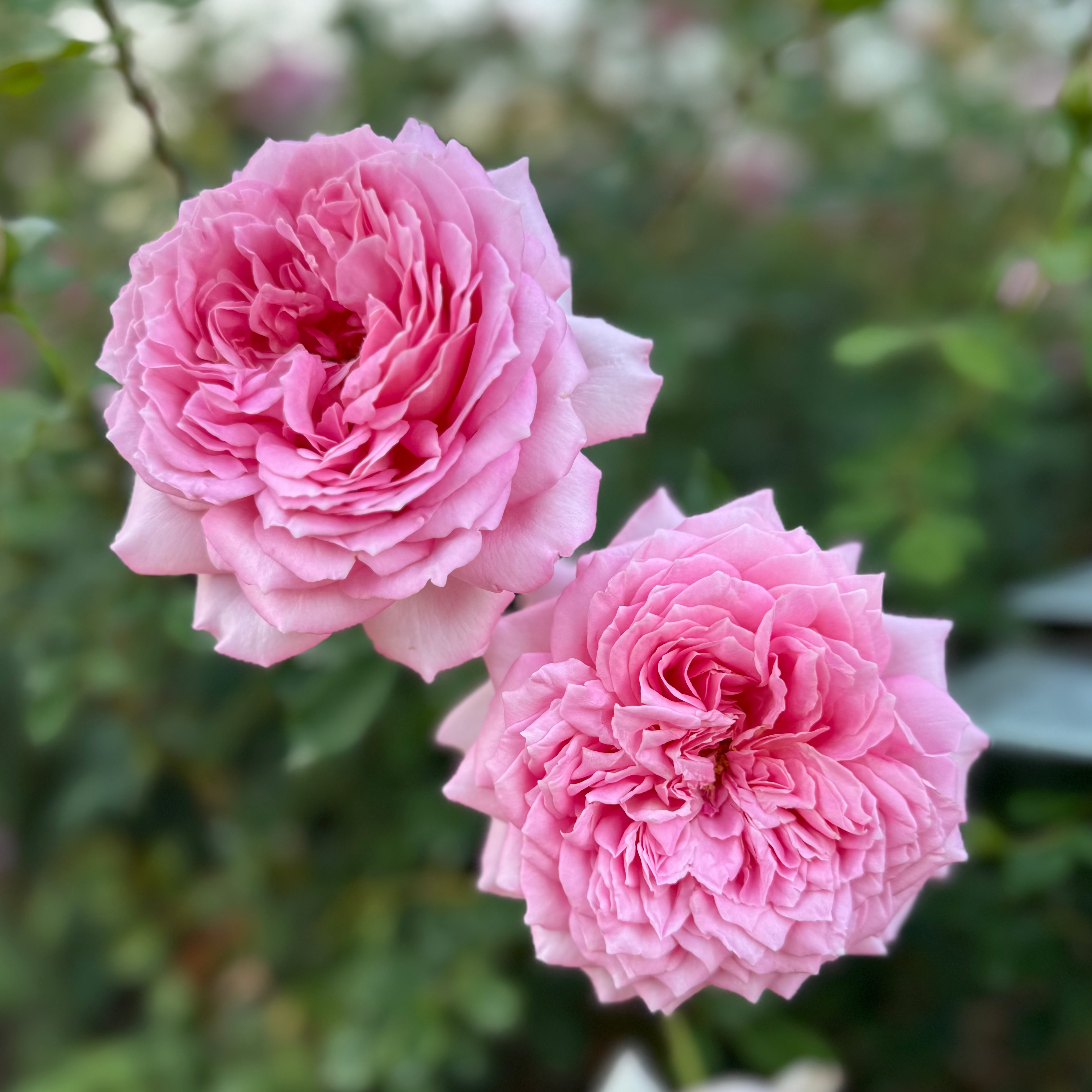 David Austin® Jubilee Celebration® Potted Rose Bush