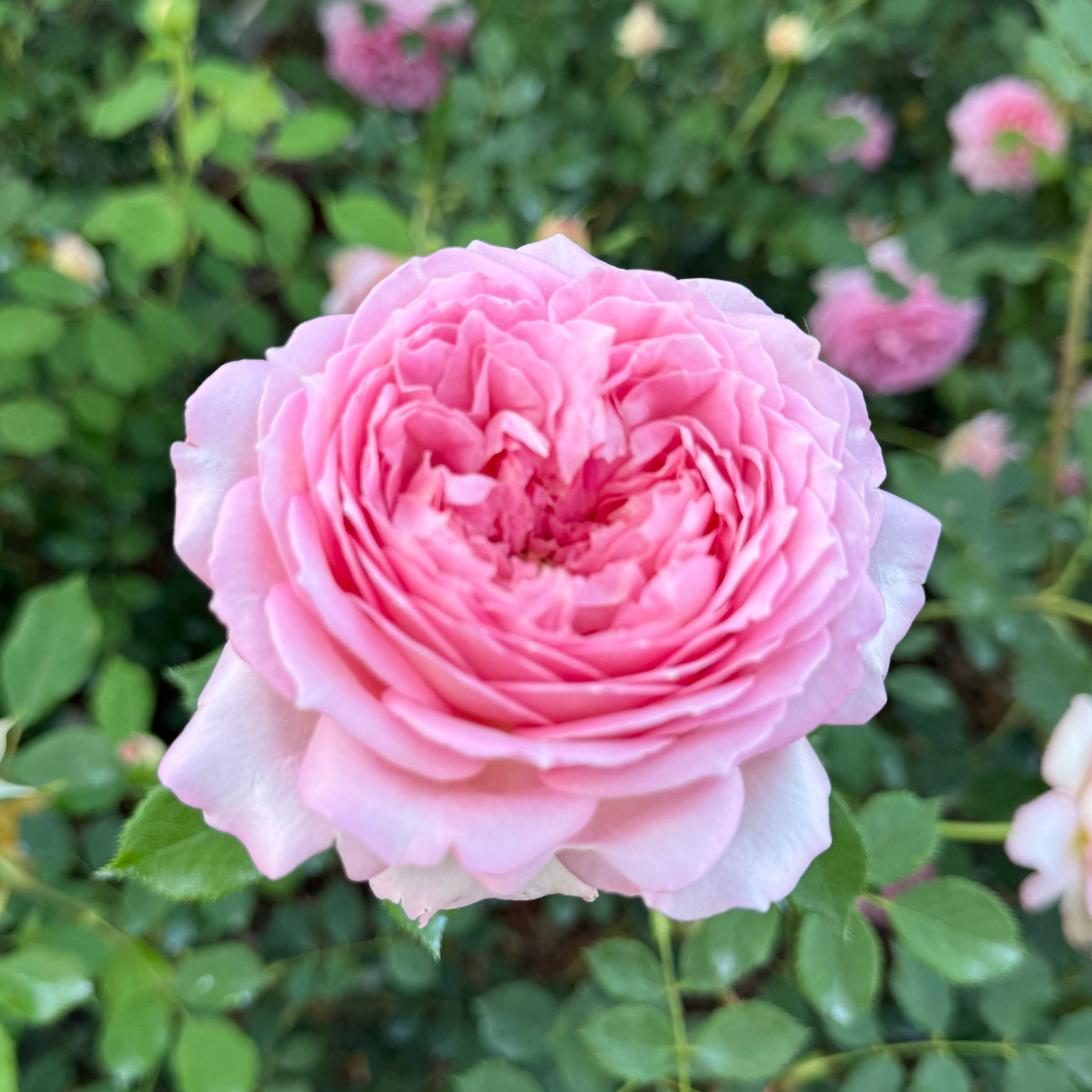 David Austin® Jubilee Celebration® Potted Rose Bush