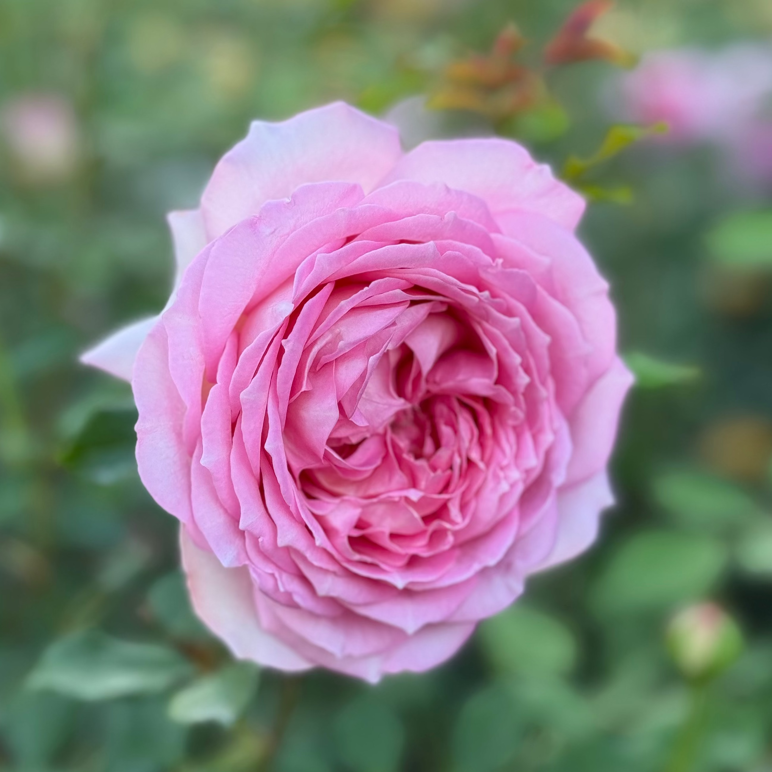 David Austin® Jubilee Celebration® Potted Rose Bush
