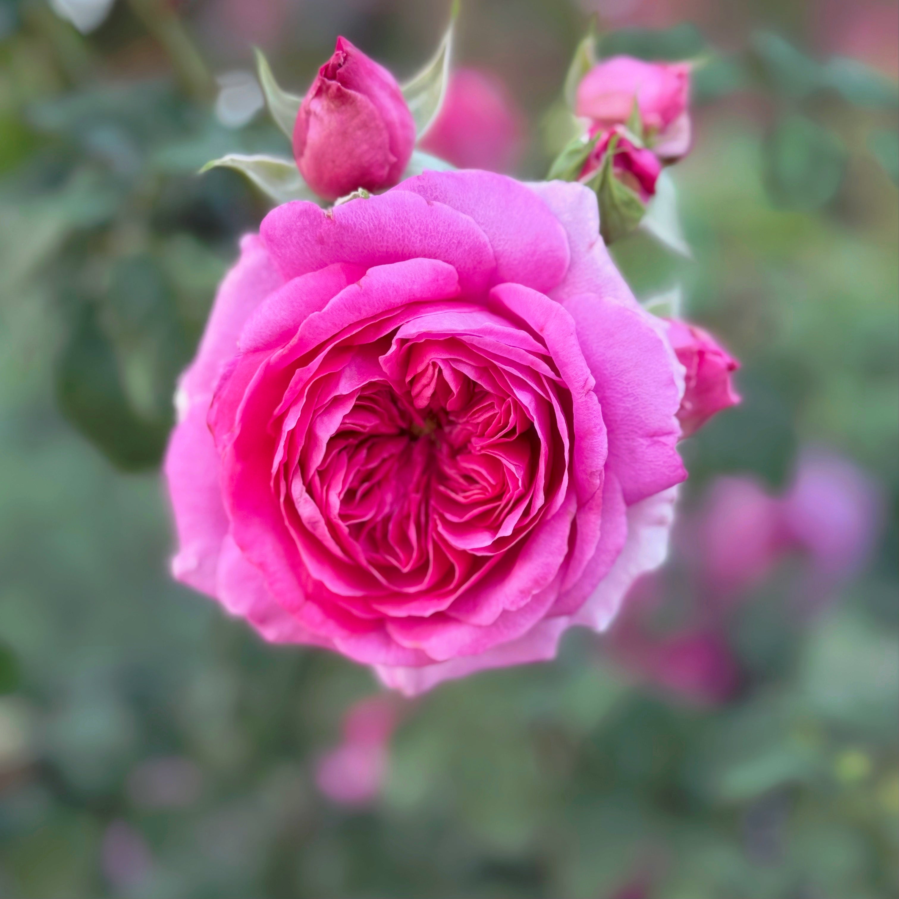 David Austin® Young Lycidas® Potted Rose Bush