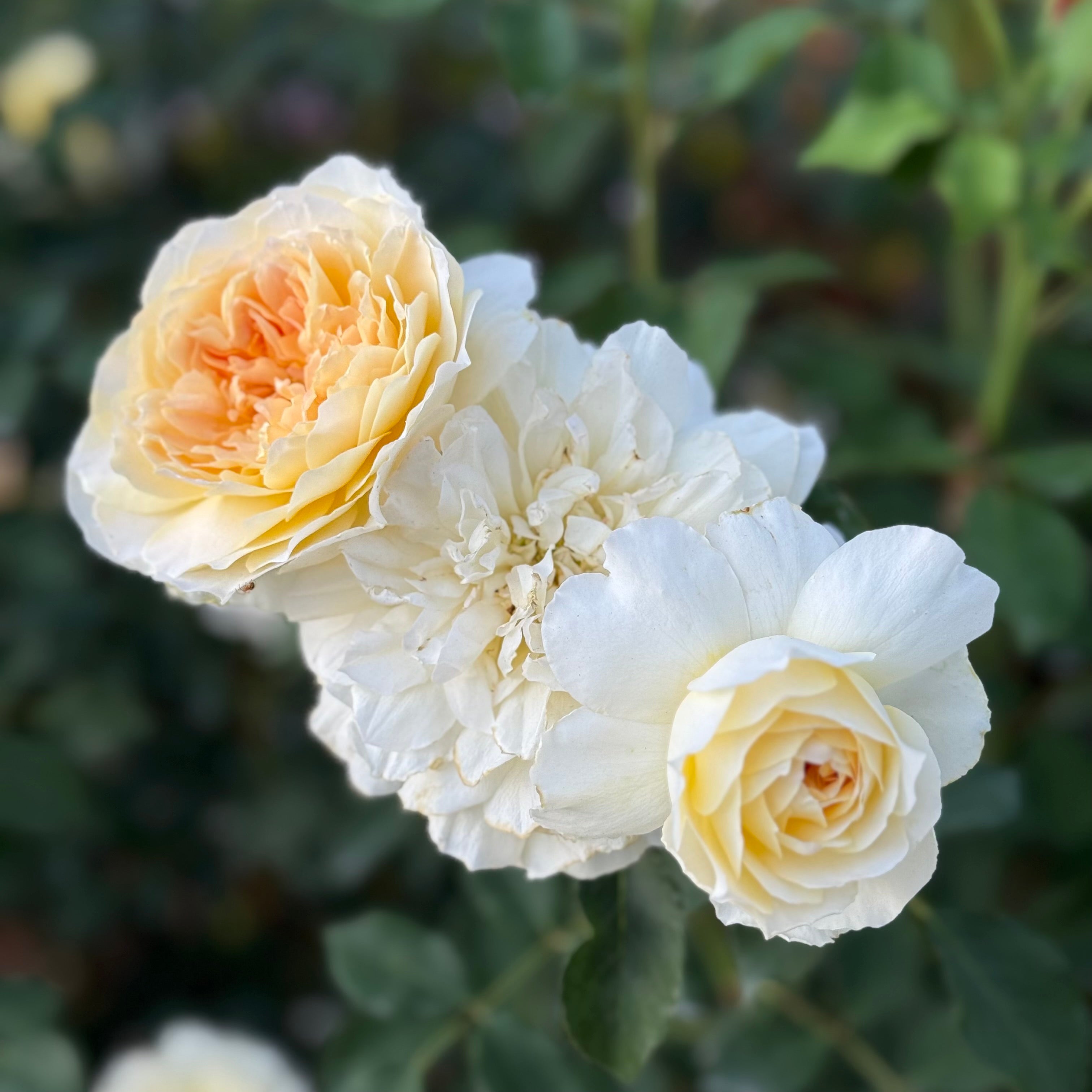 David Austin Roses Molineux Rose Bush - Thumbnail 5