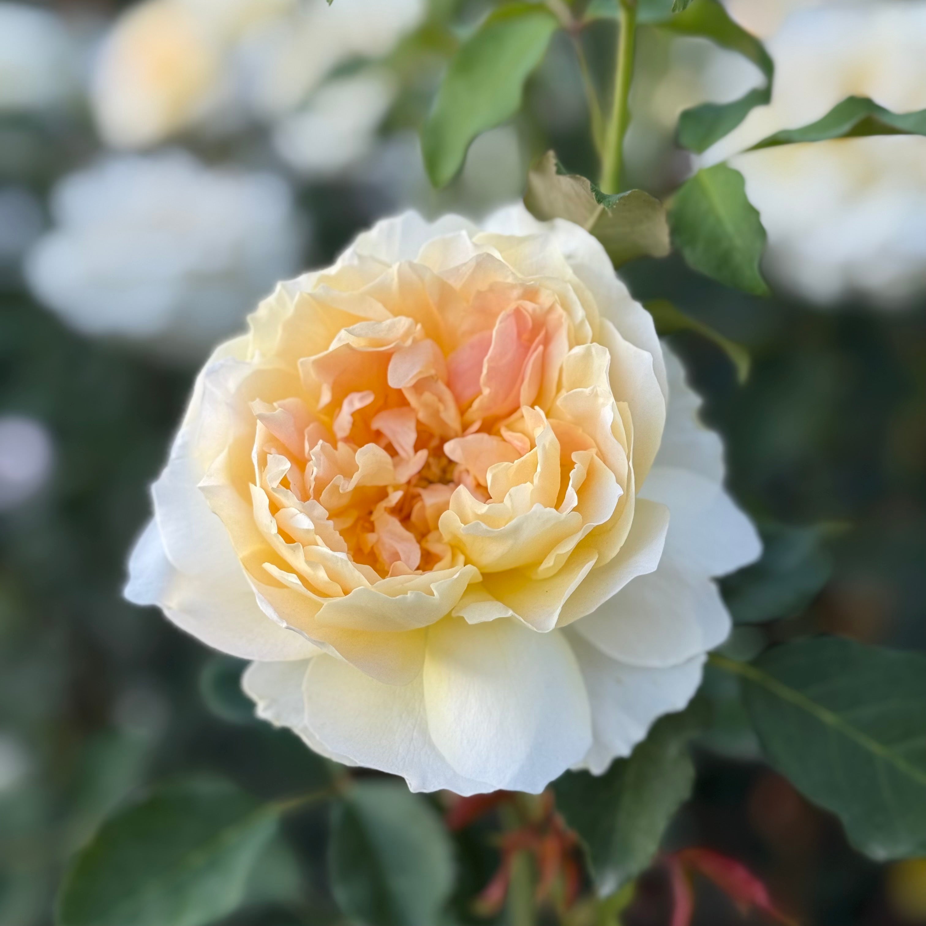 David Austin Roses Molineux Rose Bush - Thumbnail 2