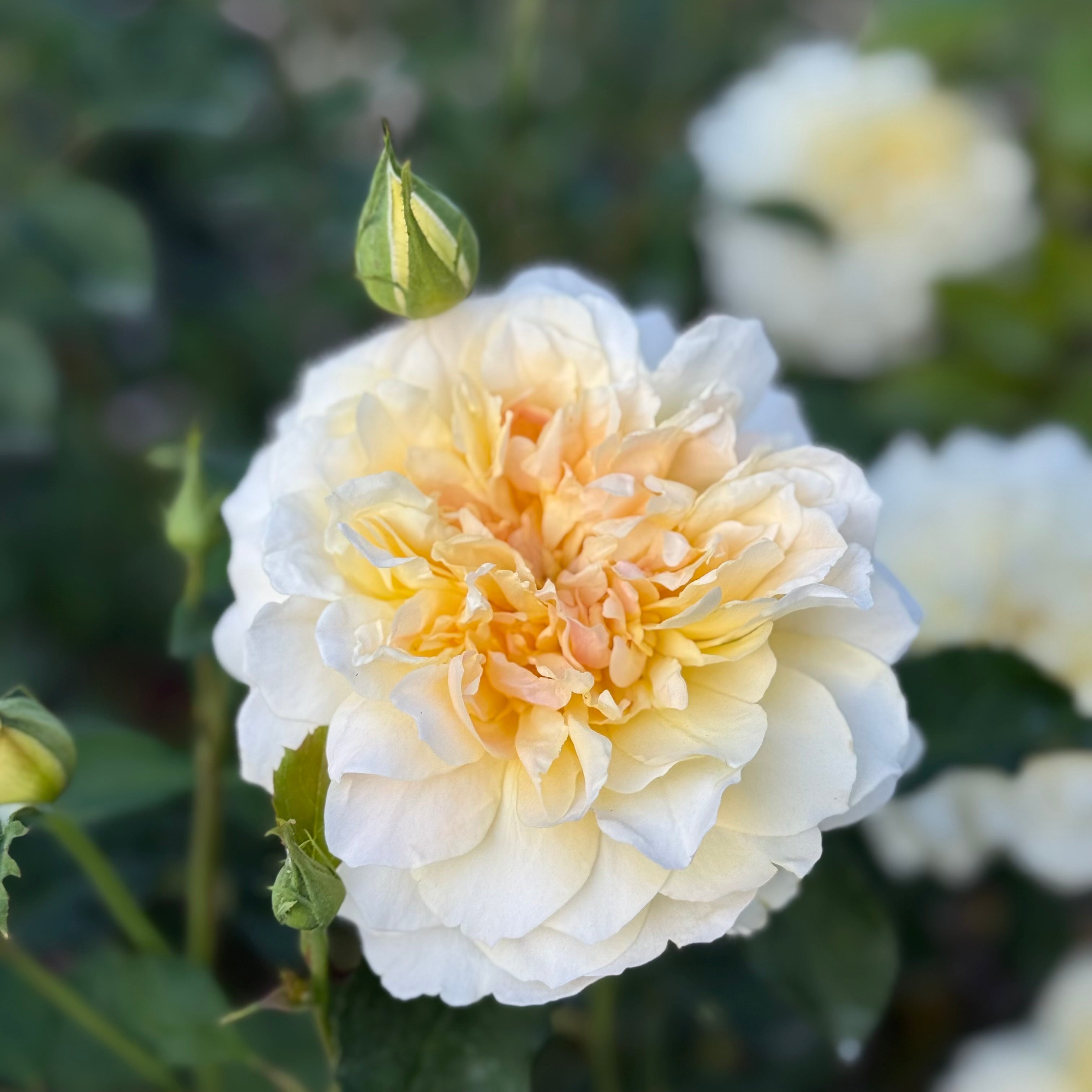 David Austin Roses Molineux Rose Bush - Thumbnail 3