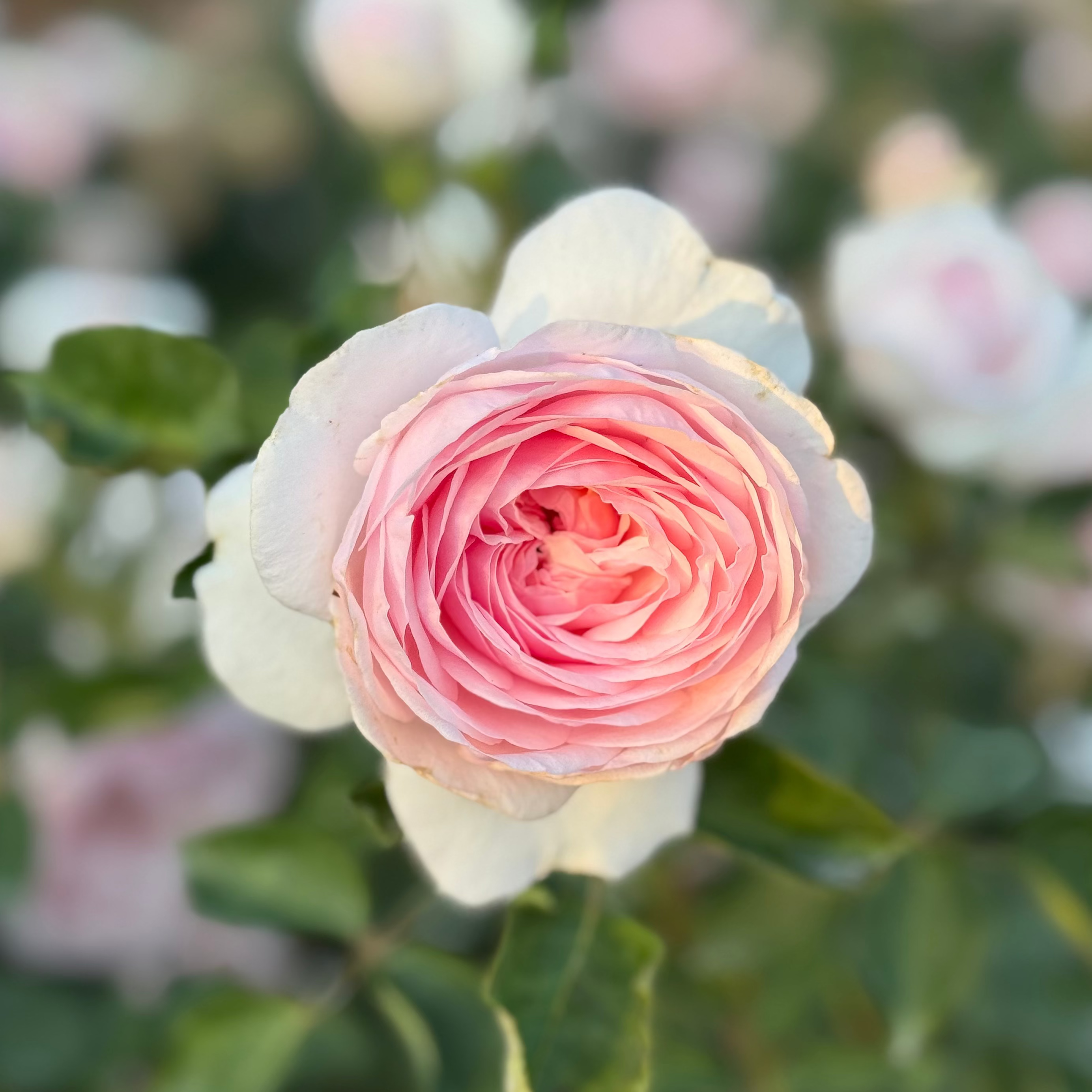 David Austin® Olivia Rose Austin™ Potted Rose Bush