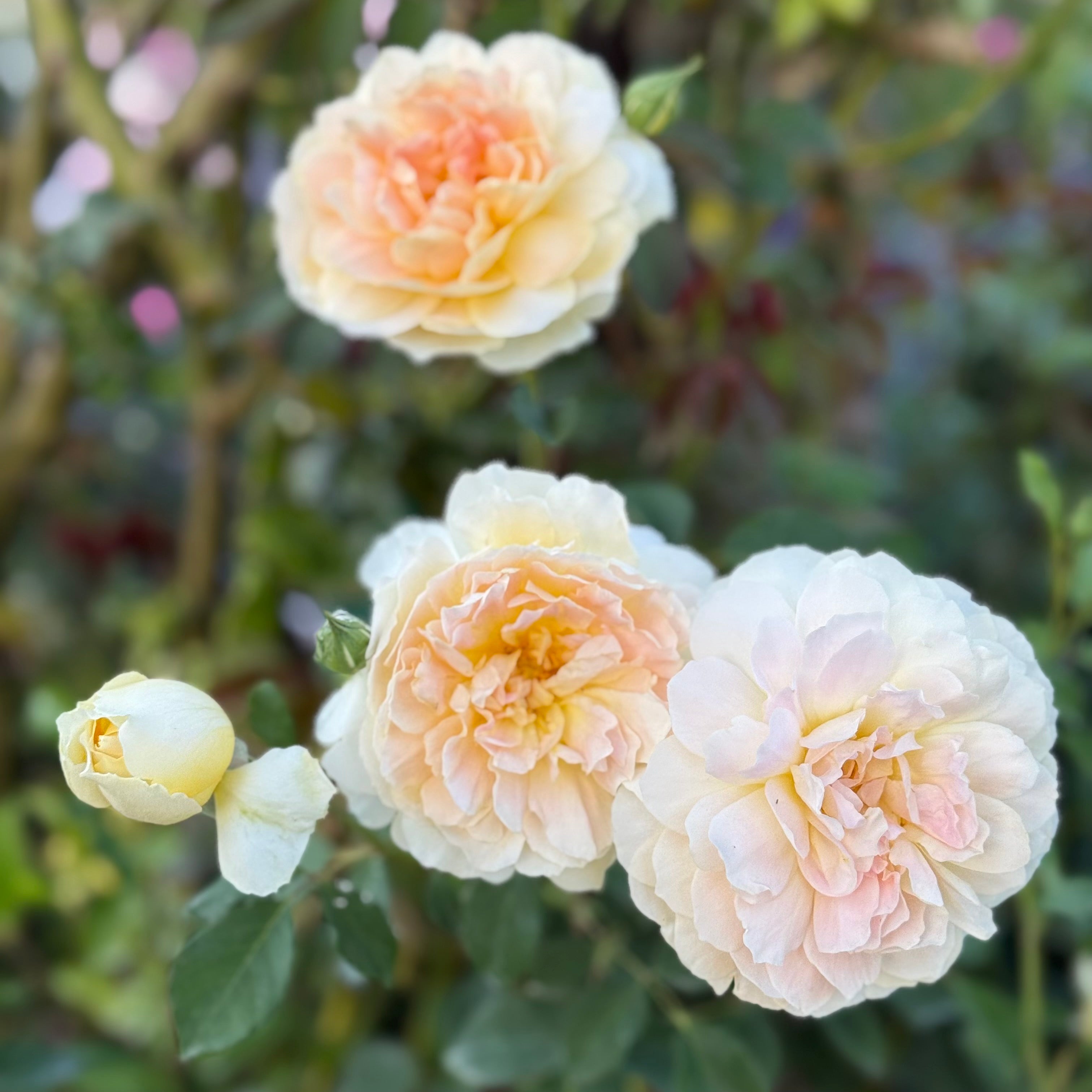 Molineux Potted Rose Bush | Yellow David Austin Rose Bush | Grace