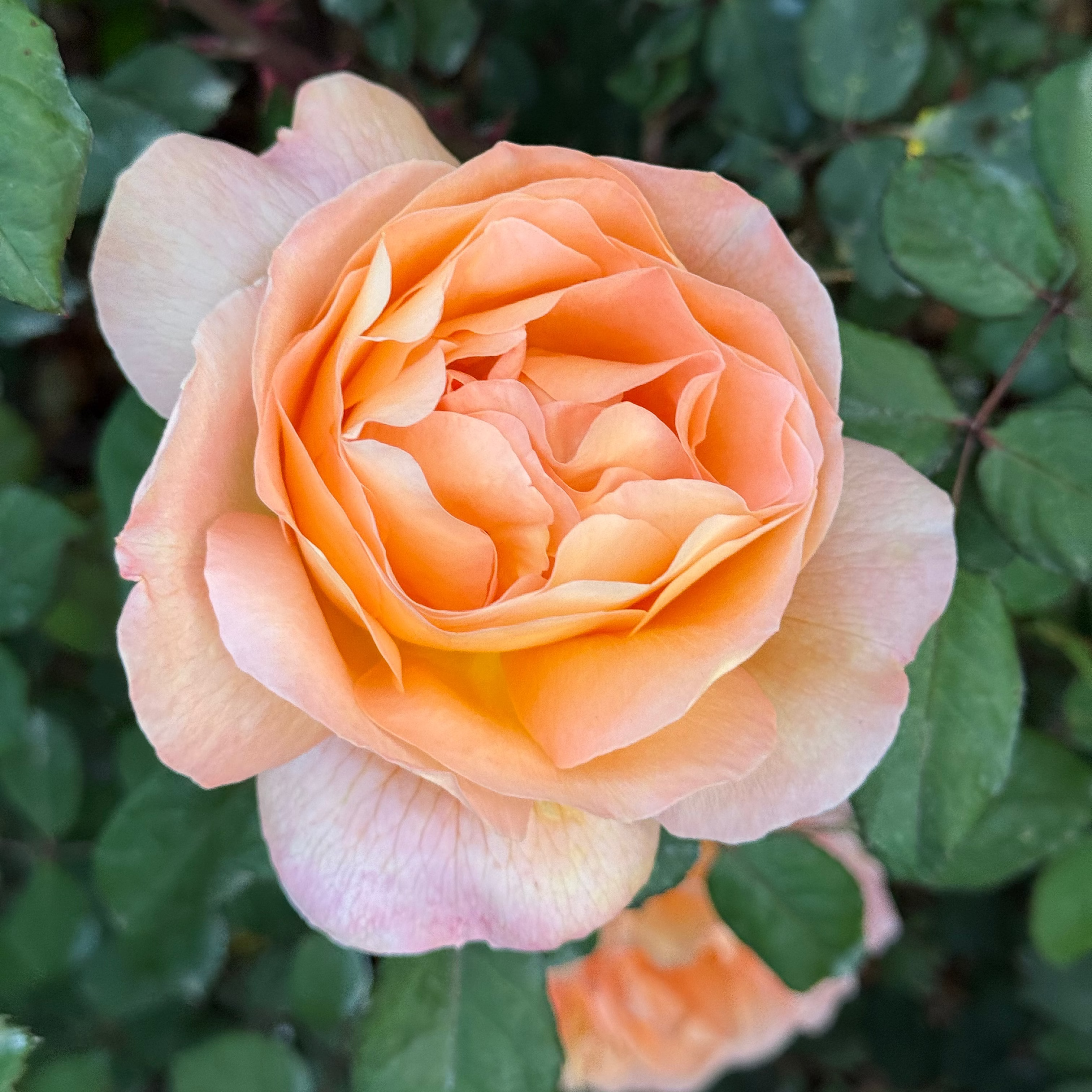 David Austin Roses Lady Emma Hamilton Rose Bush - Thumbnail 2