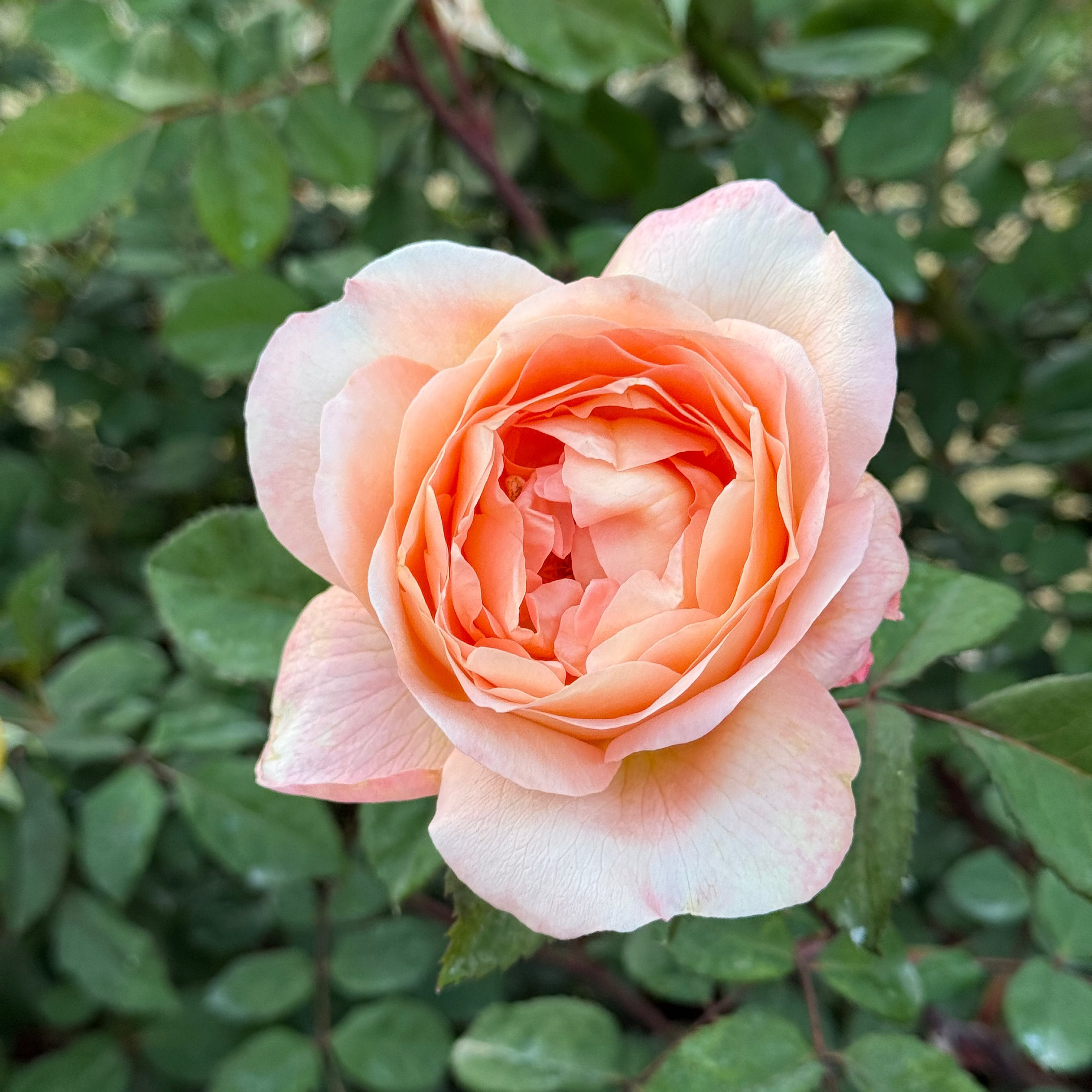 David Austin® Lady Emma Hamilton® Potted Rose Bush