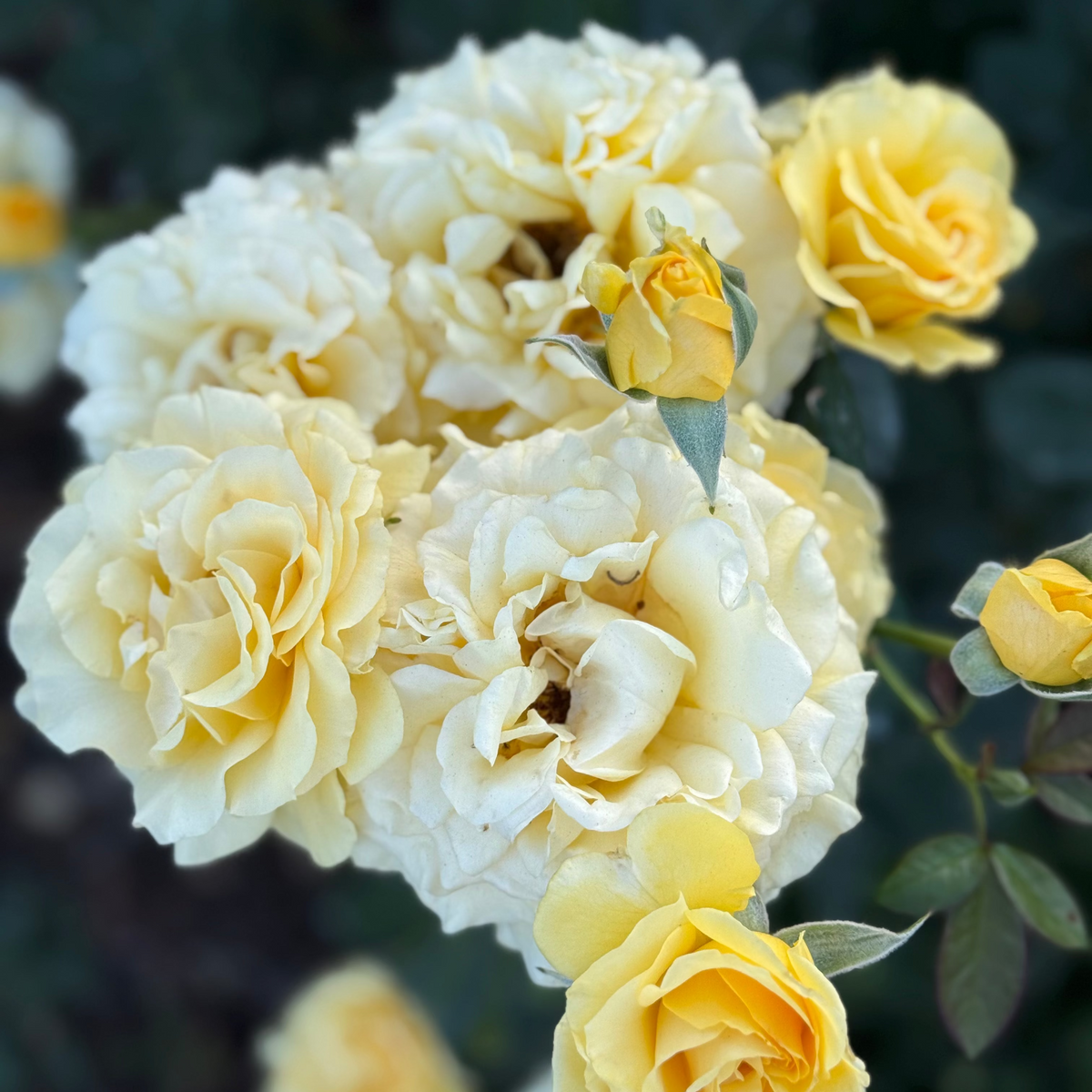 doris day rubber tree plant Doris Day Tree Rose | Fragrant Yellow Tree Rose
