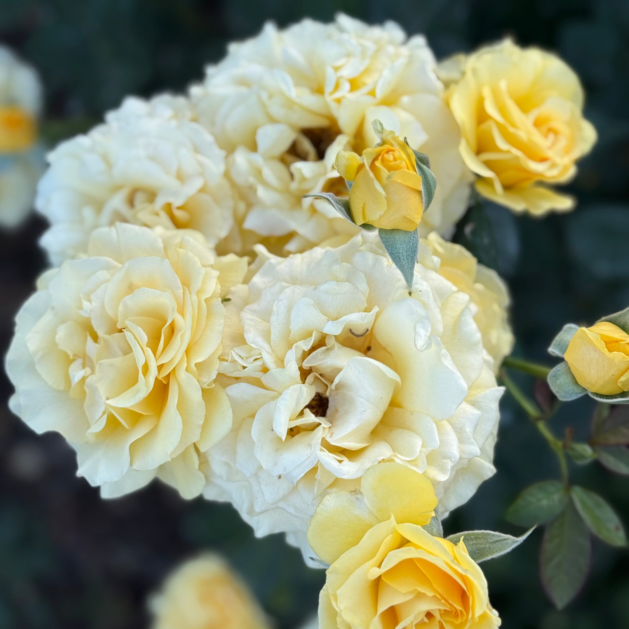 Doris Day Tree Rose | Fragrant Yellow Tree Rose | Grace Rose Farm