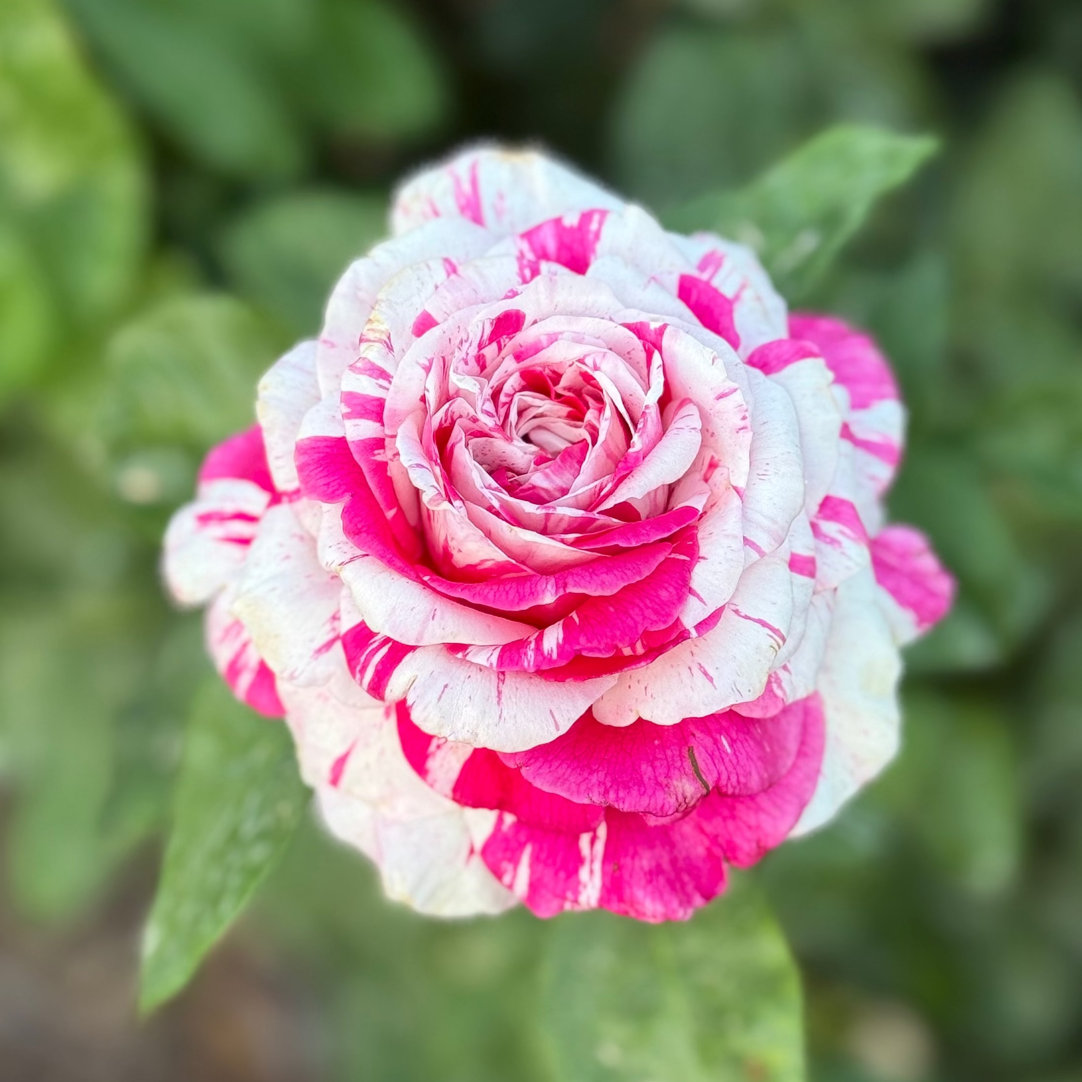 Neil Diamond Tree Potted Rose