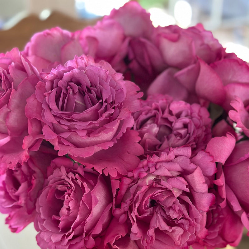 Yves Piaget® Potted Tree Rose