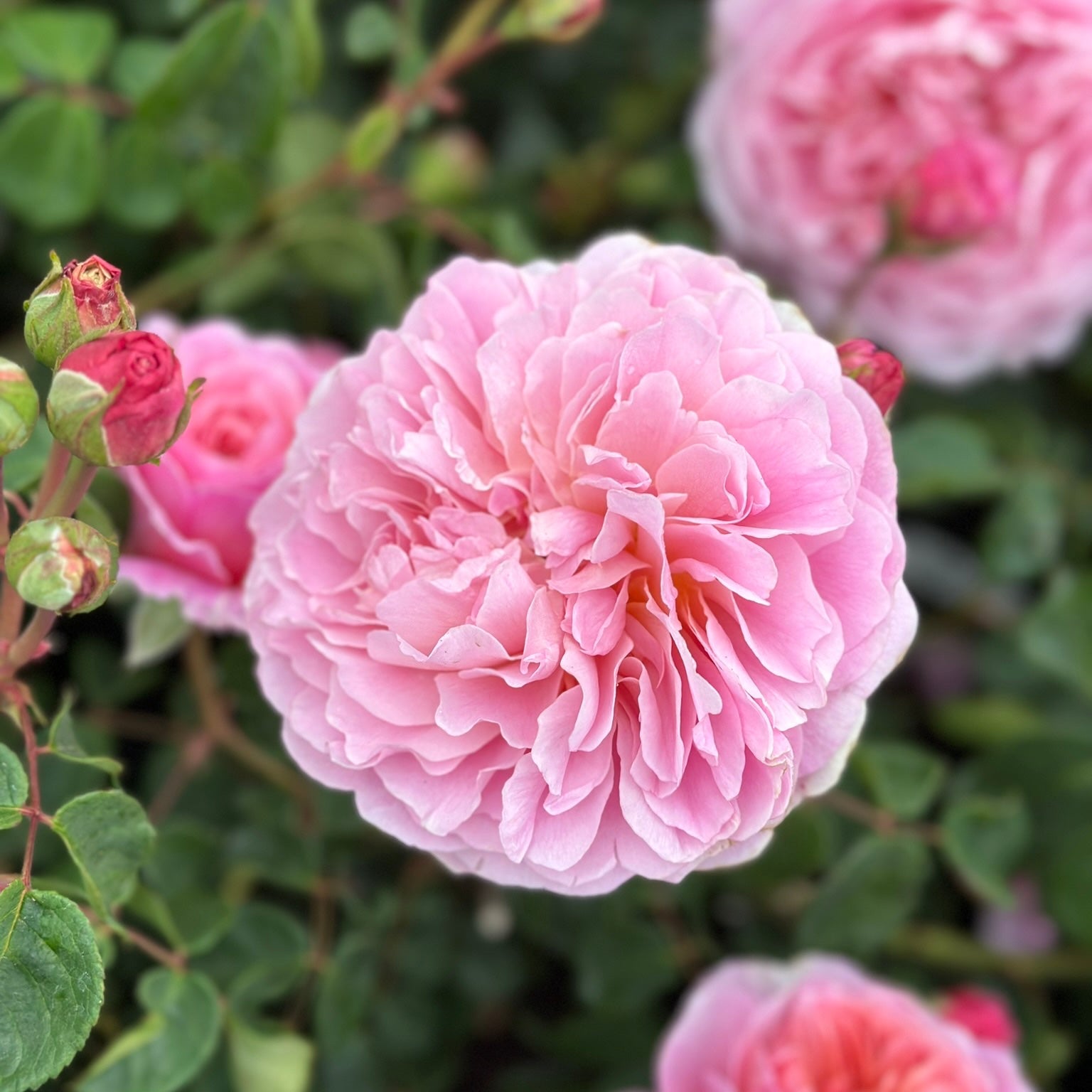 David Austin Roses Eustacia Vye