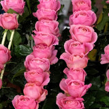 The Rose Immersion - A Colombian Floral Retreat at the World's Finest Rose Farm (Deposit)