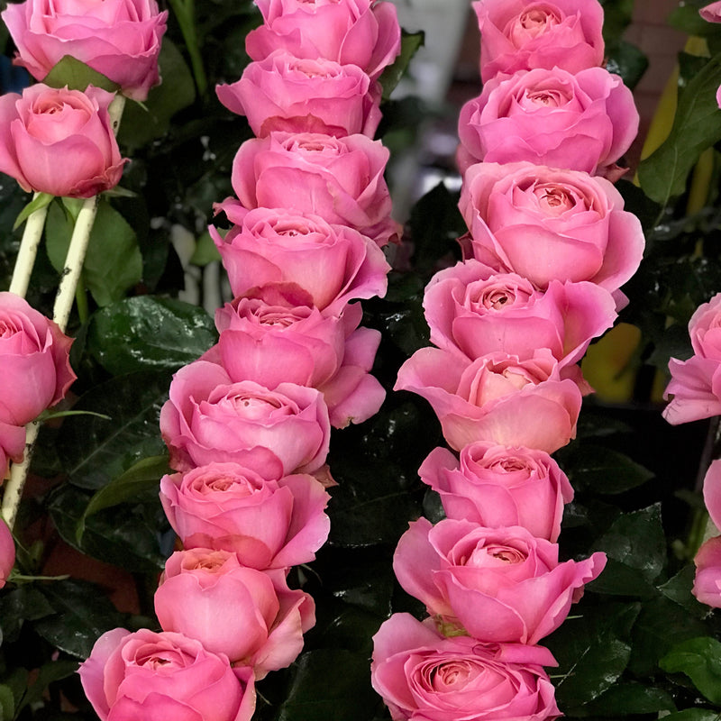 The Rose Immersion - A Colombian Floral Retreat at the World's Finest Rose Farm (Deposit)