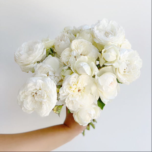 Bolero™ Potted Rose Bush