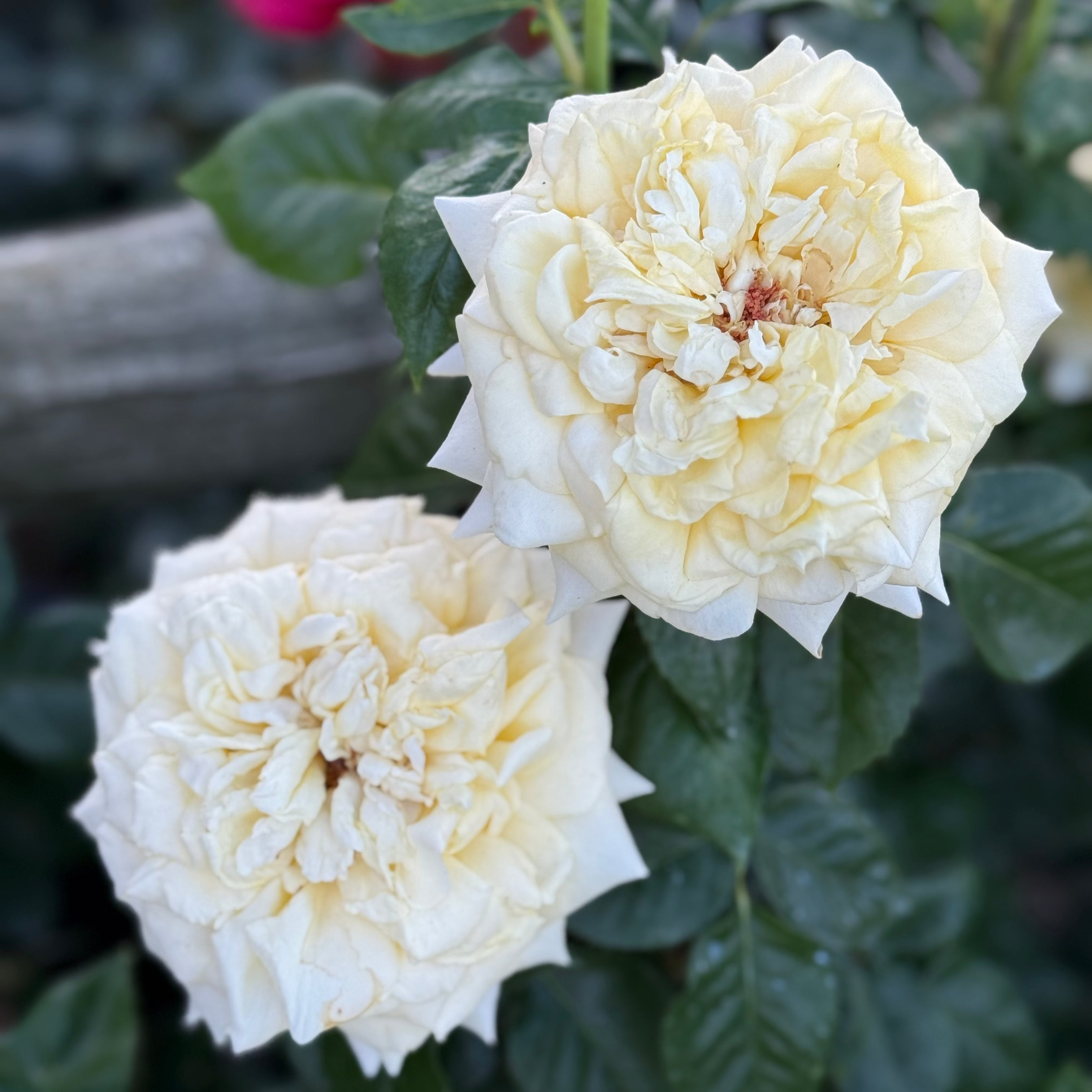 Lemontini™ Potted Rose Bush
