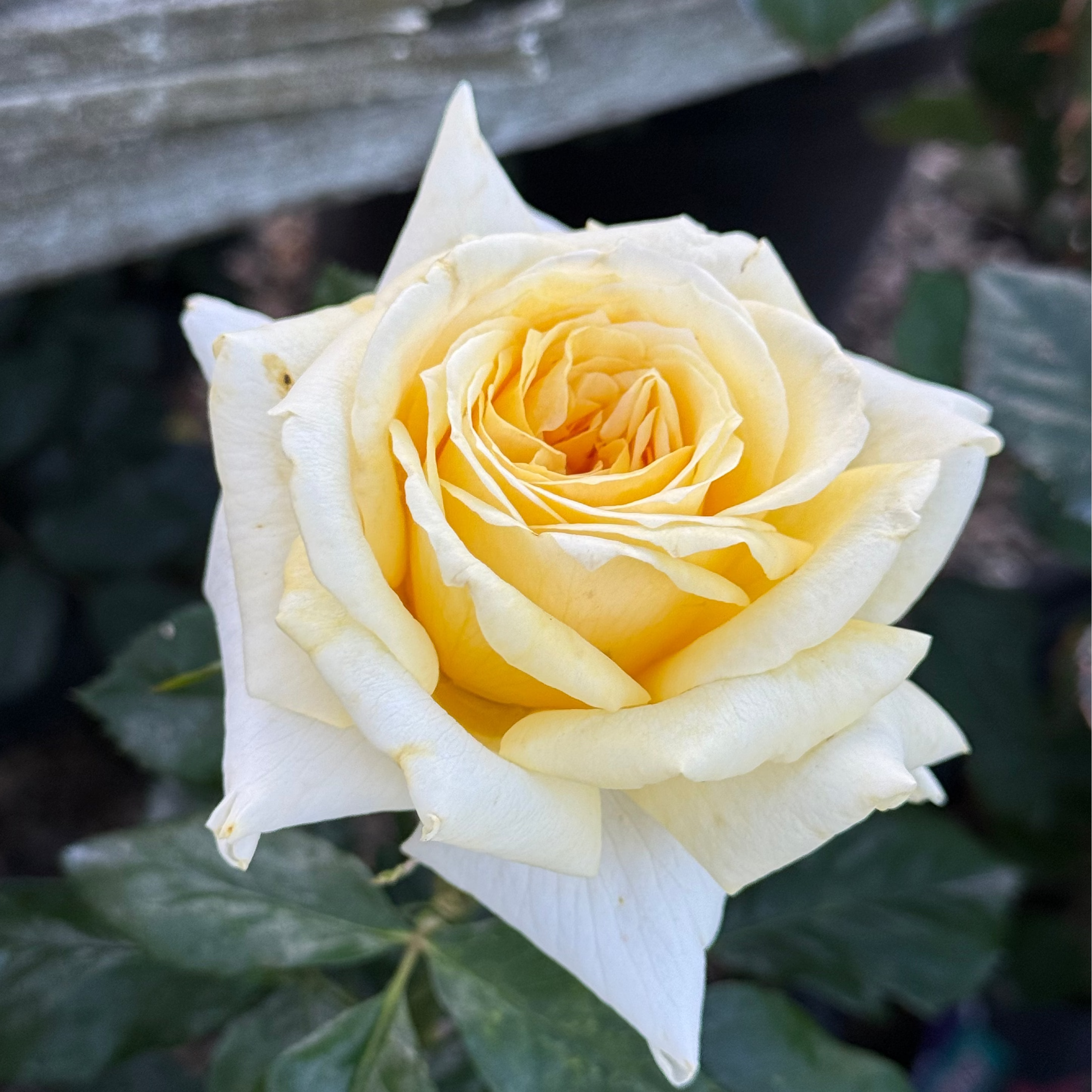 Lemontini™ Potted Rose Bush