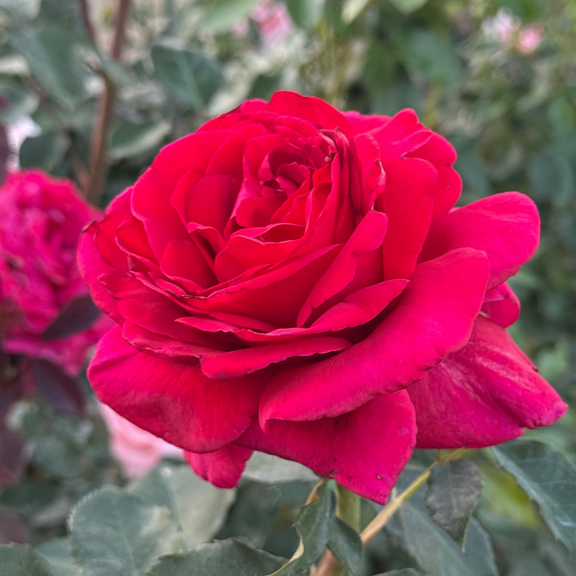 Firefighter Potted Rose Bush | Red Fragrant Hybrid Tea Rose