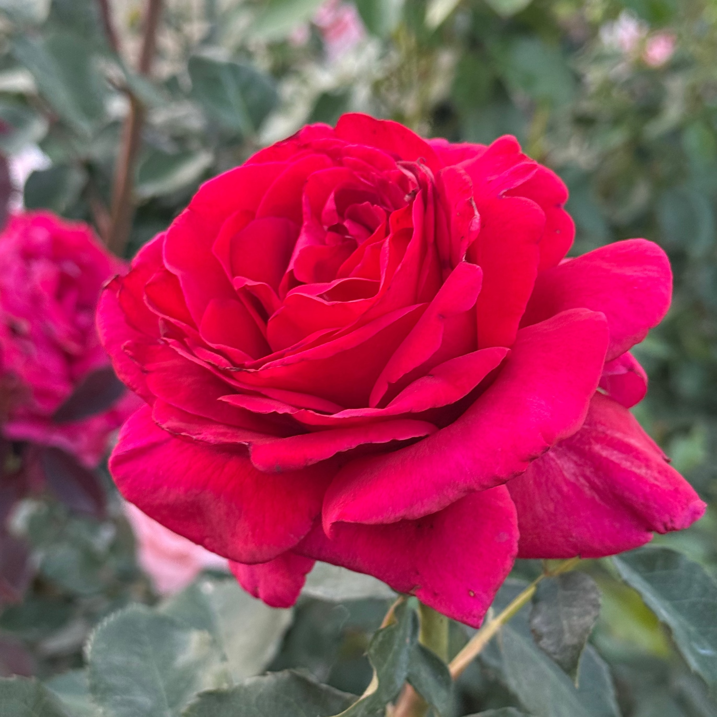 Firefighter® Bare Root Tree Rose