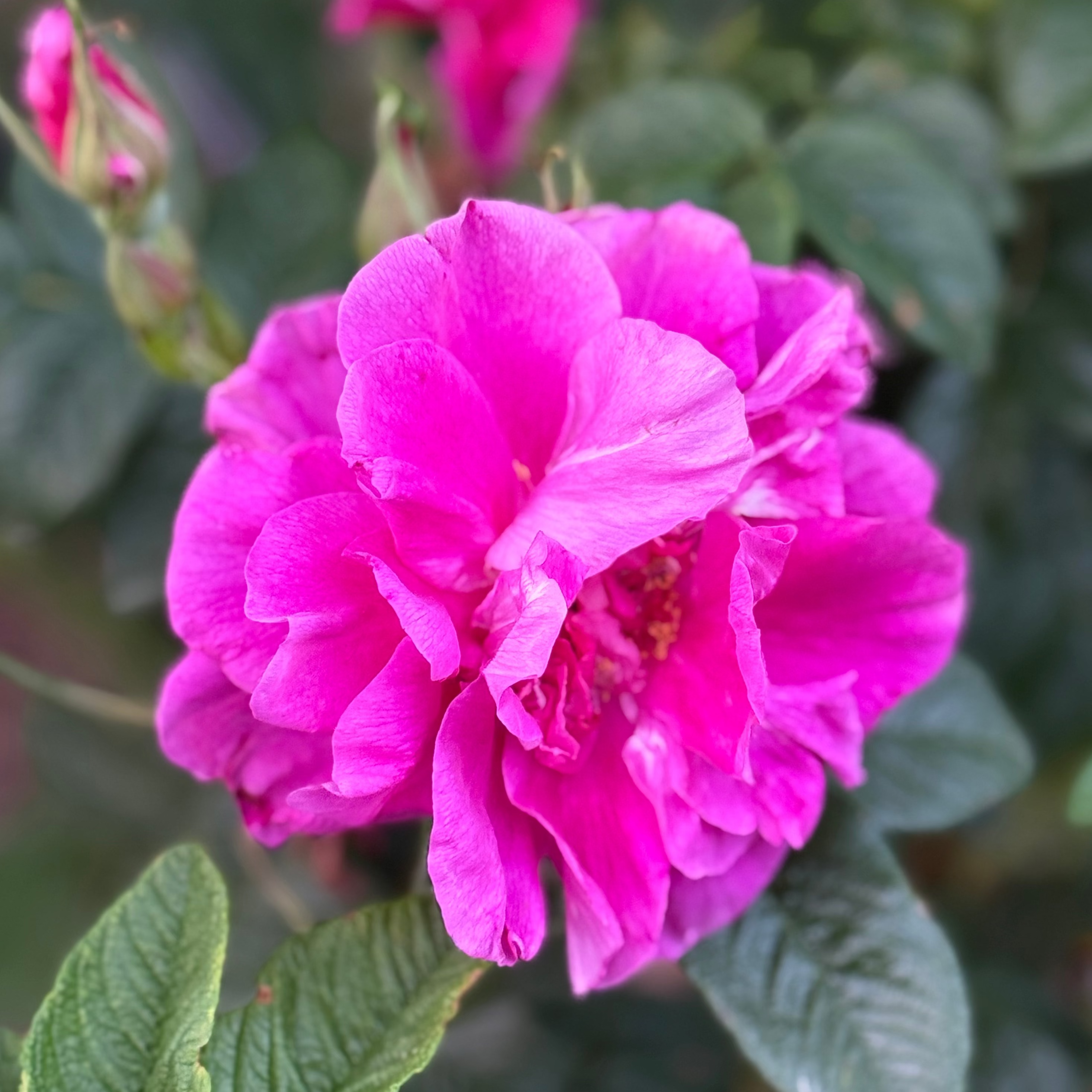Hansa Bare Root Rose Bush