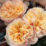 The Rose Immersion - A Colombian Floral Retreat at the World's Finest Rose Farm (Deposit)