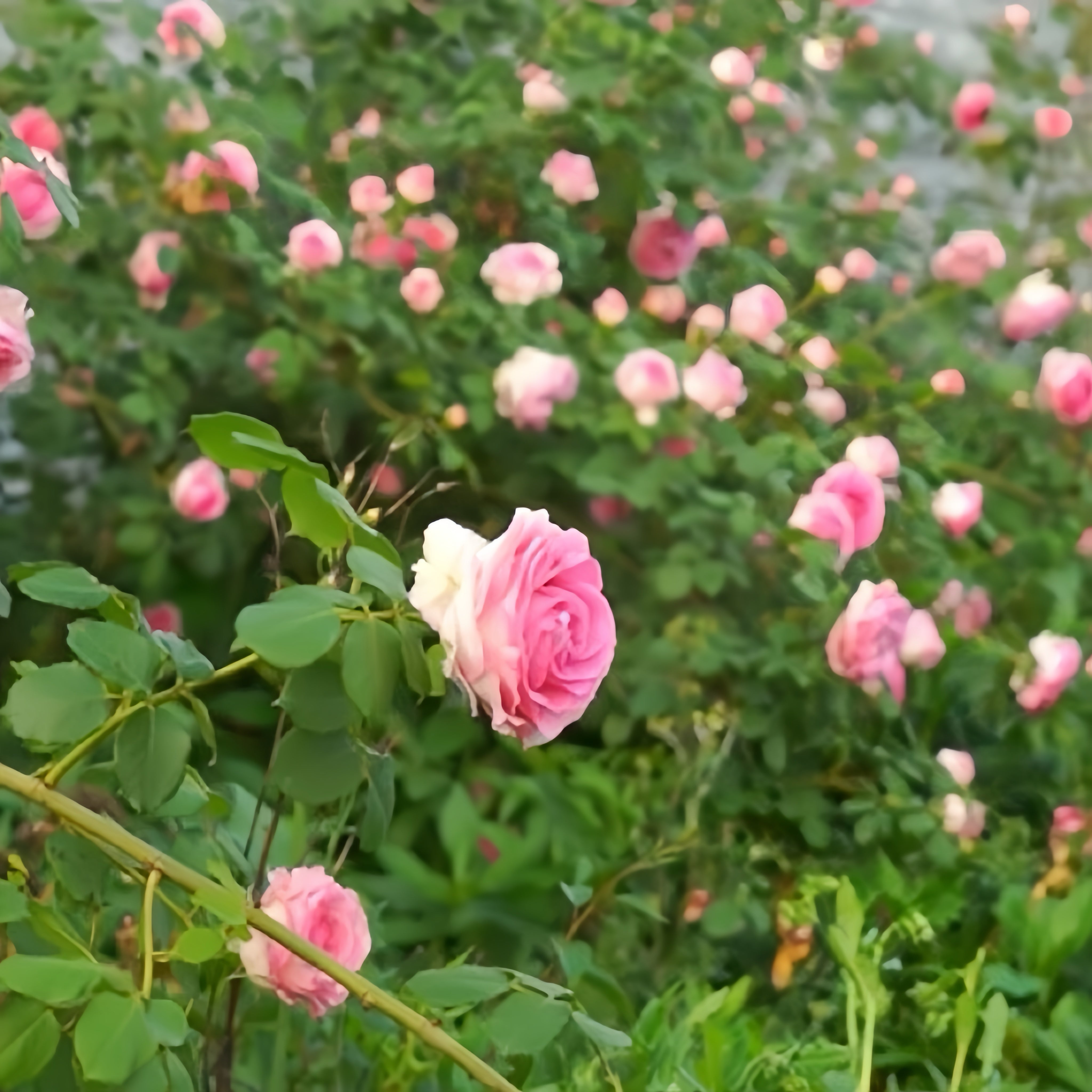 Han Xian Potted Rose Bush | Live Own-Root Rose Plant | Grace Rose Farm
