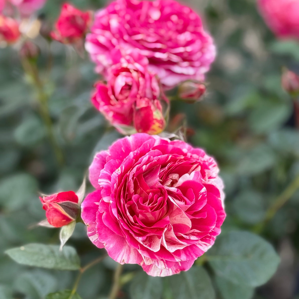 Winning Streak™ Bare Root Rose Bush