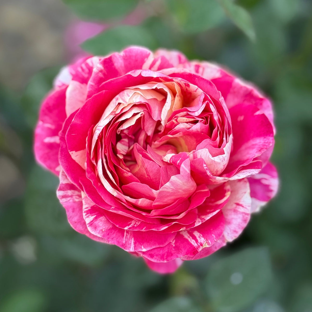Winning Streak™ Bare Root Rose Bush