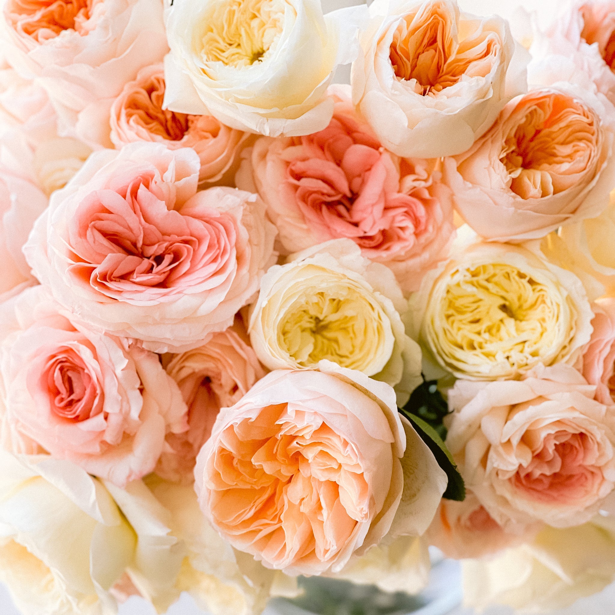 Jody Bouquet | Blush Garden Rose Bouquet | Grace Rose Farm