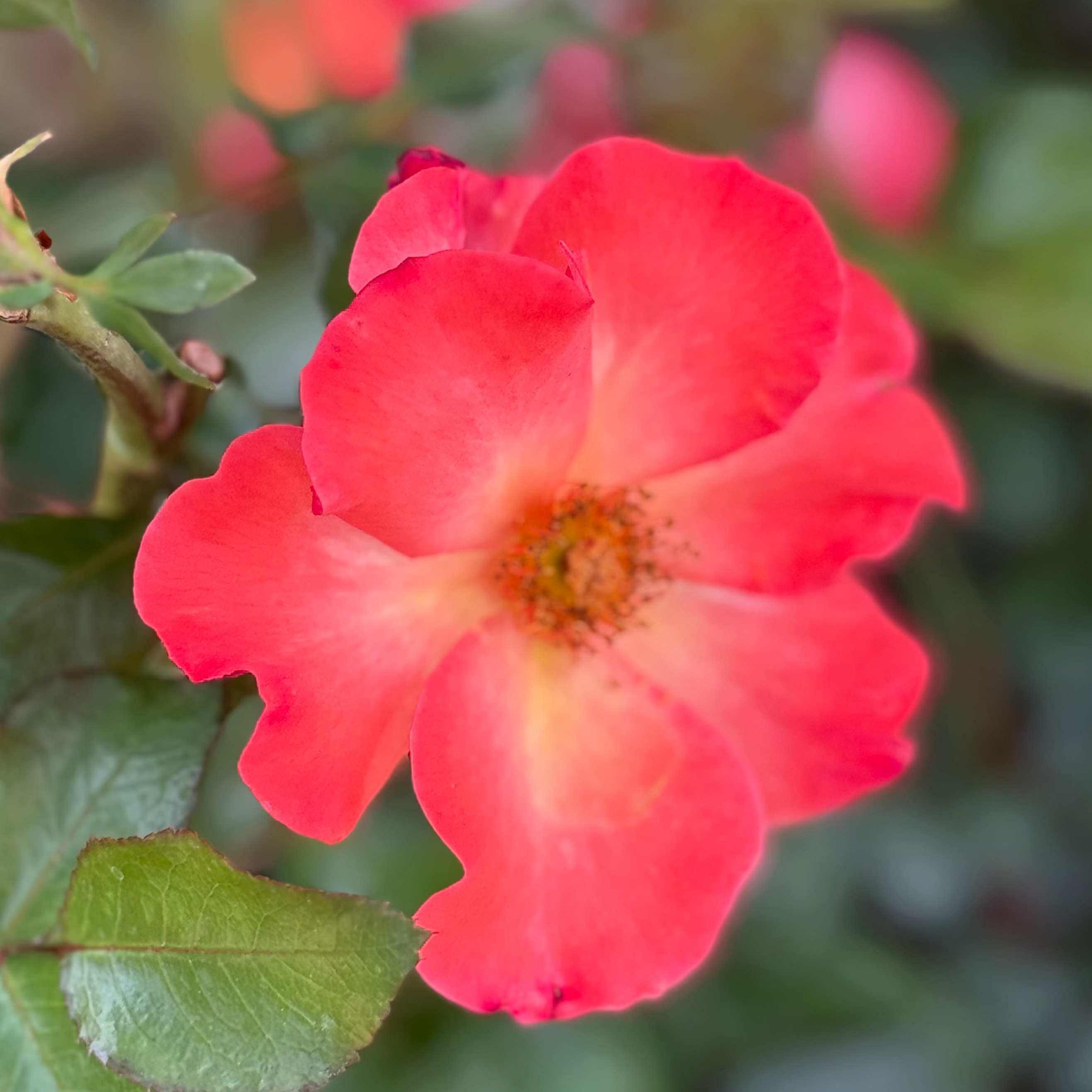Playboy® Potted Rose Bush