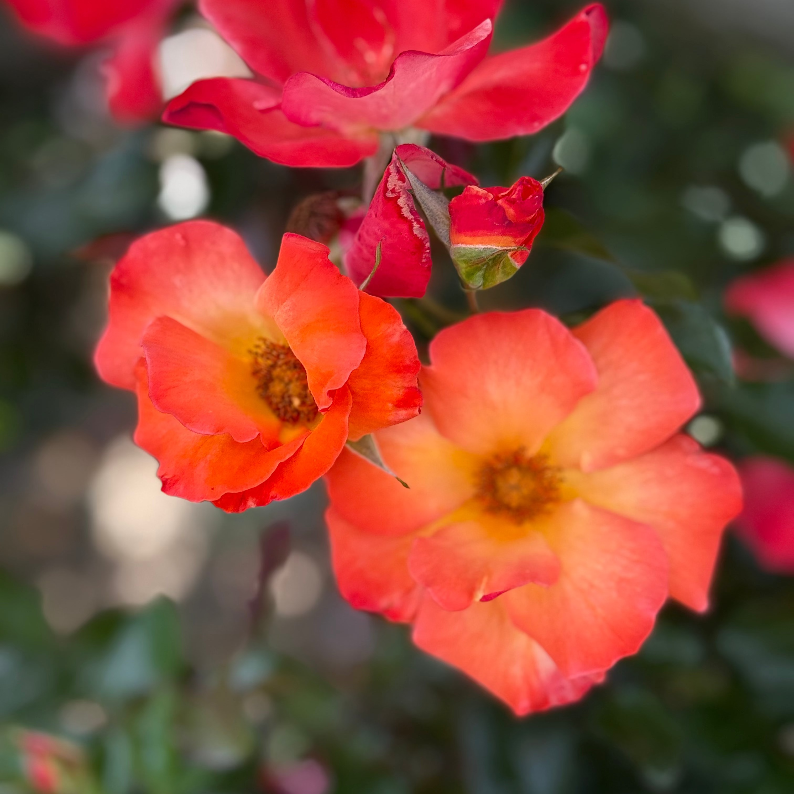 Playboy® Potted Rose Bush