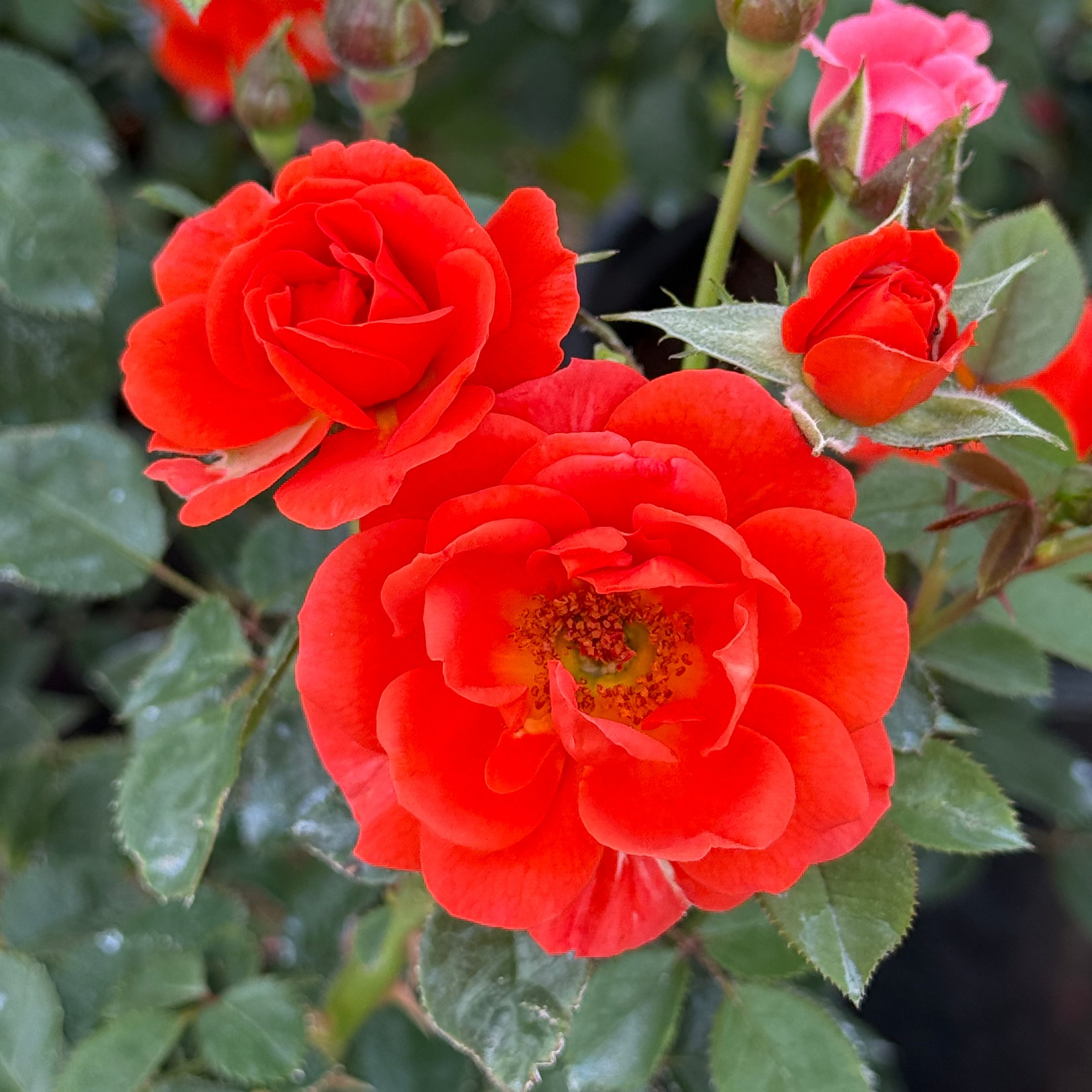 All a' Twitter Potted Rose Bush