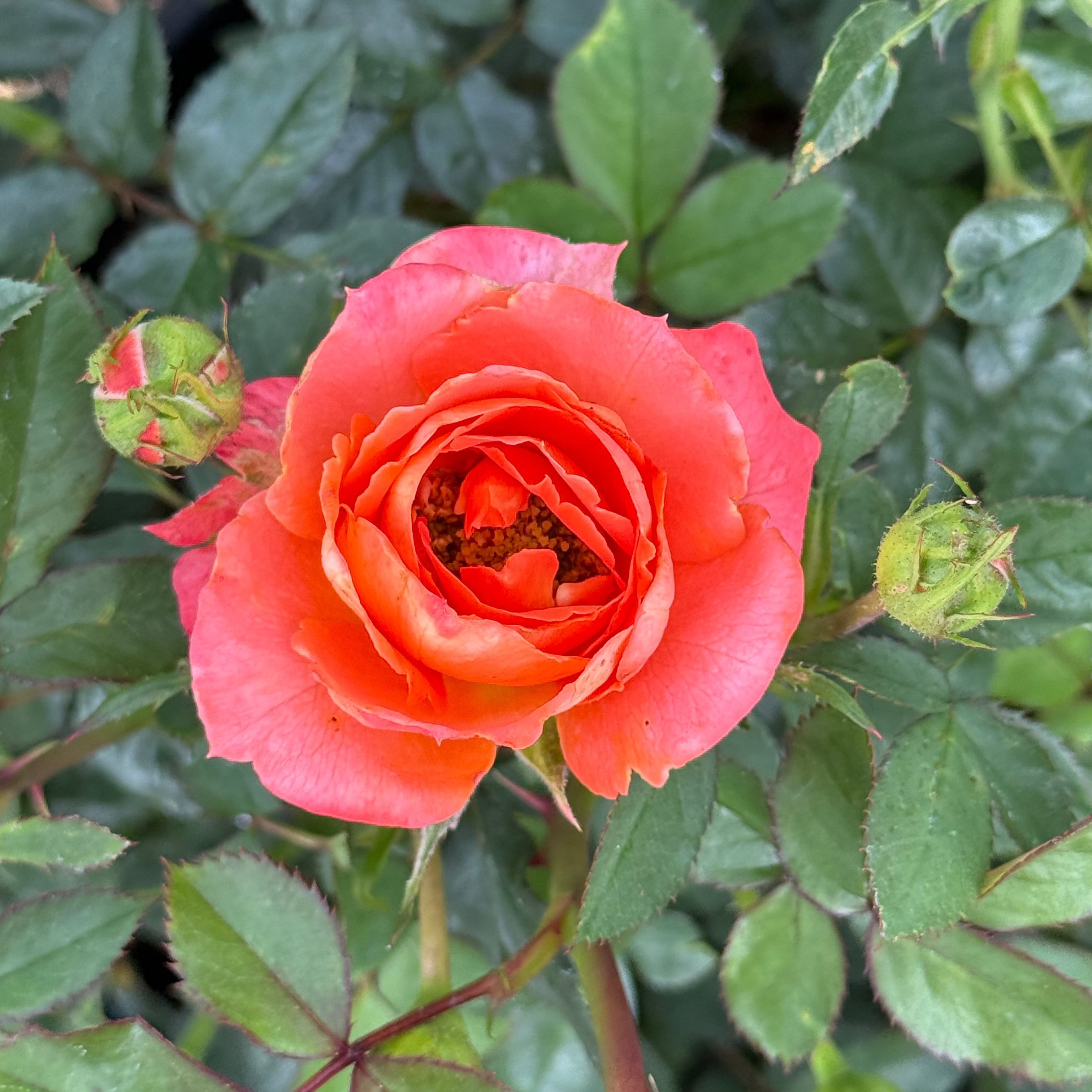 Coral rose flower with green leaves in the background