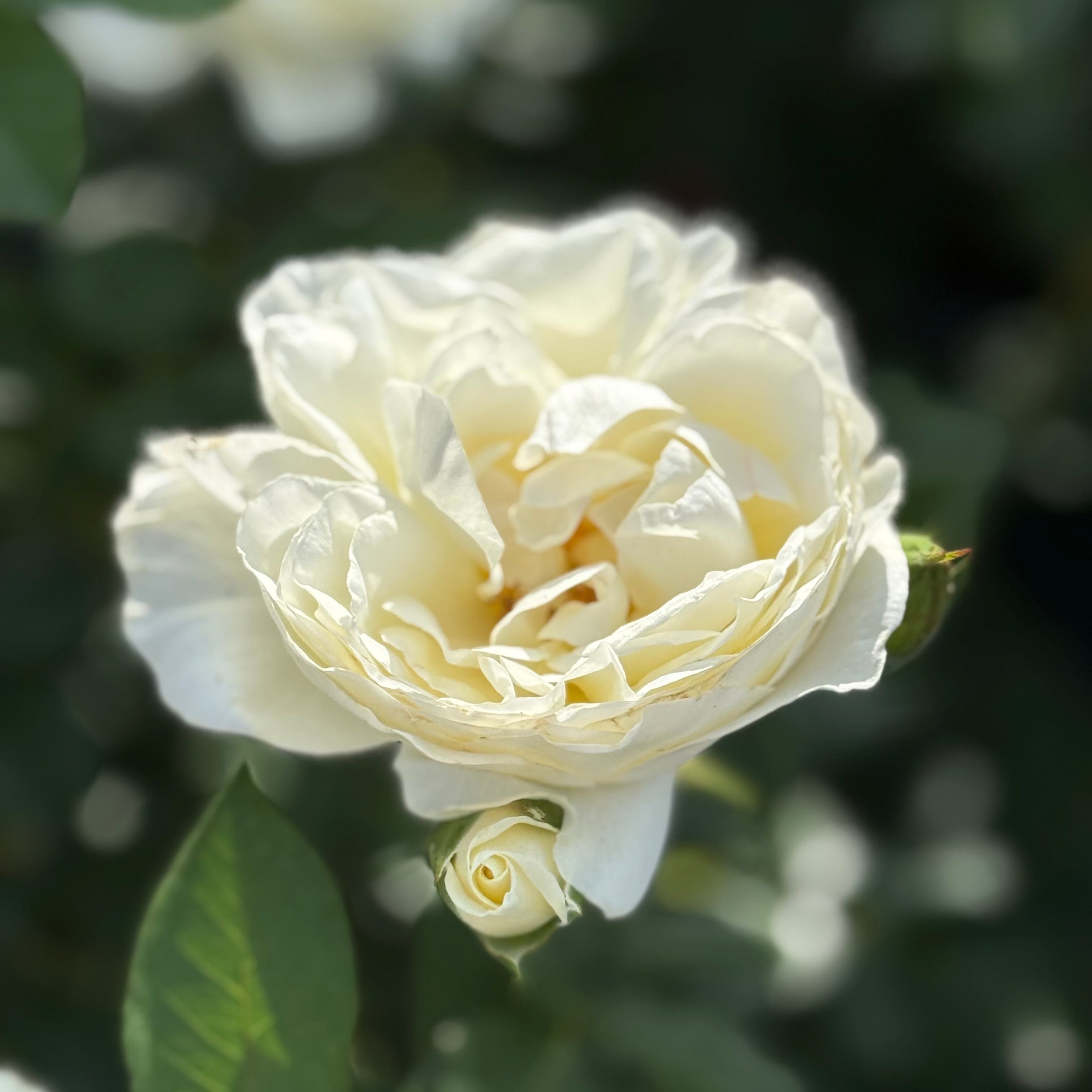 Moondance Potted Rose Bush