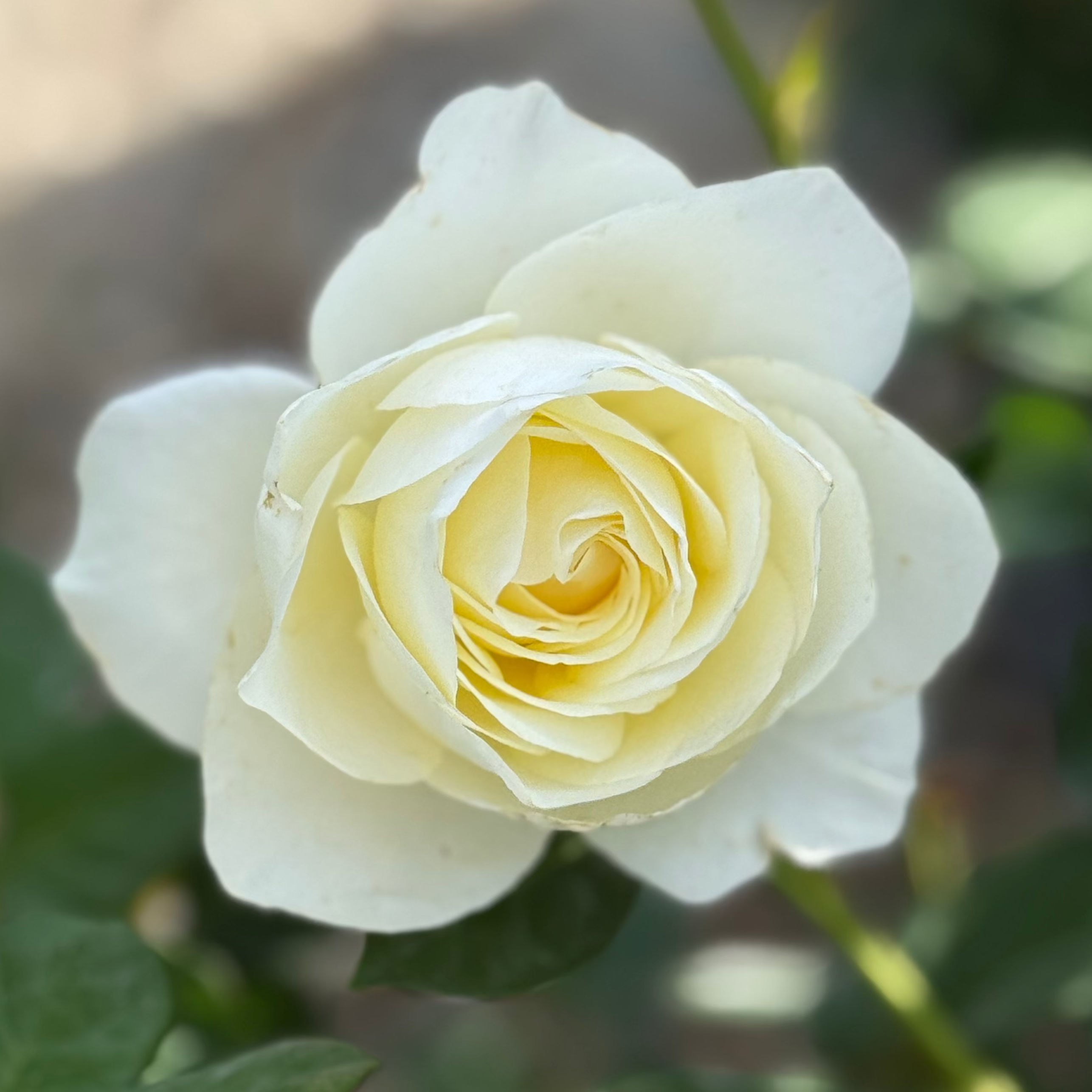 Moondance Potted Rose Bush