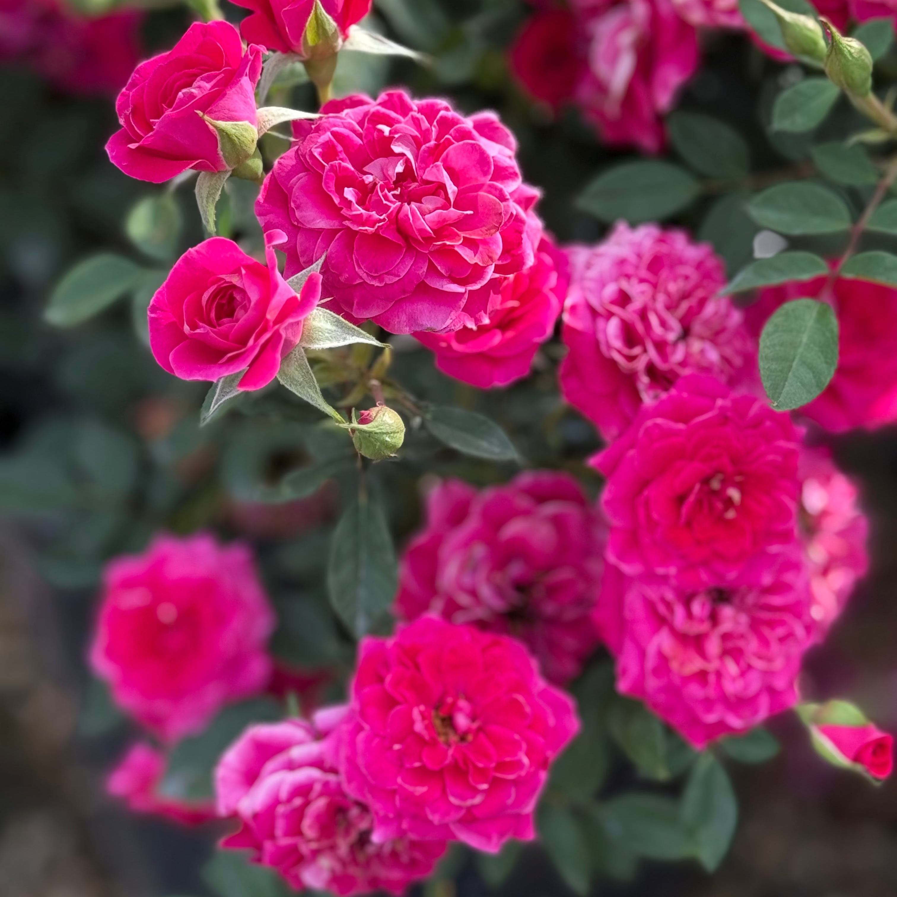 Sunblaze® Dragon Fruit  Potted Rose Bush