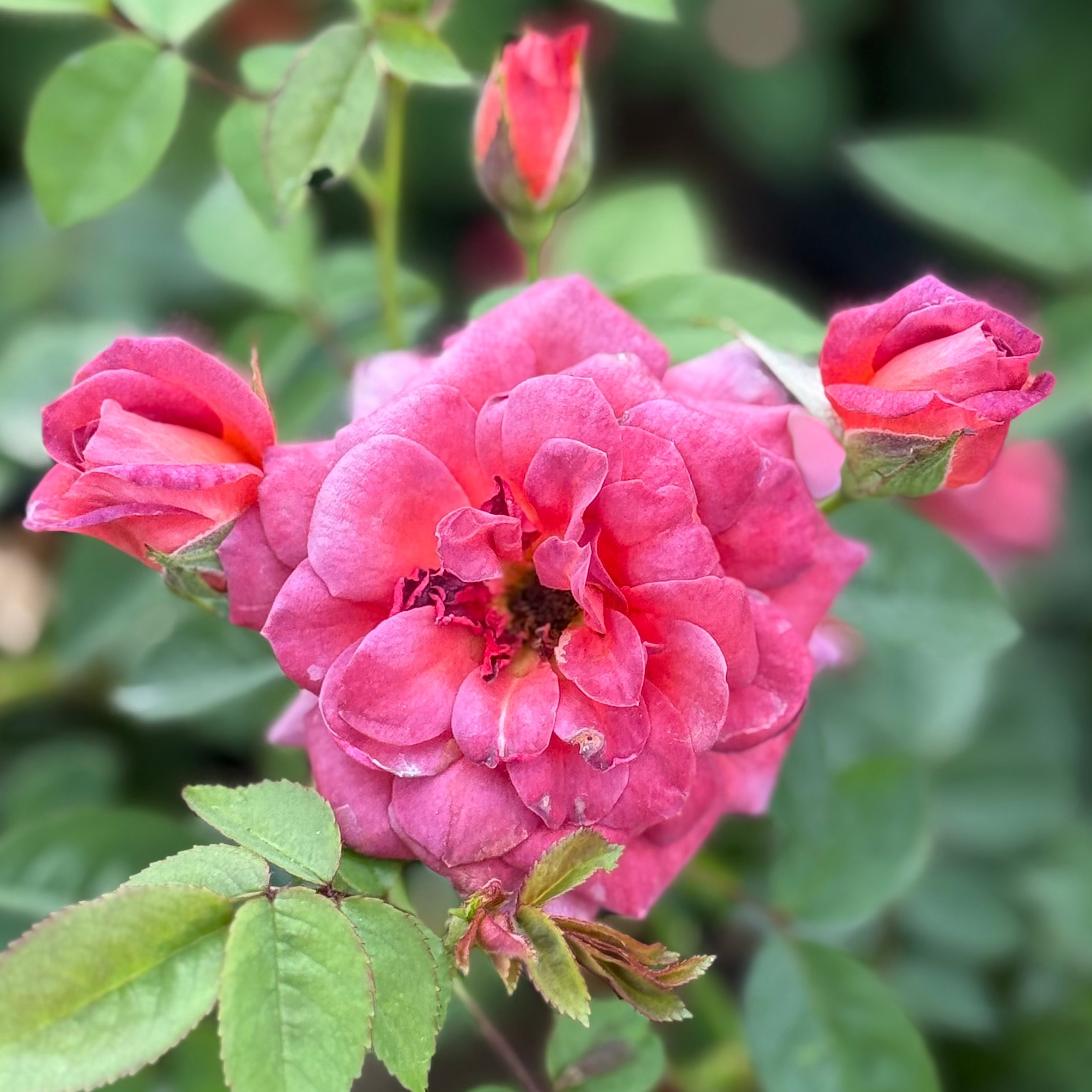 Midnight Fire™ Potted Rose Bush