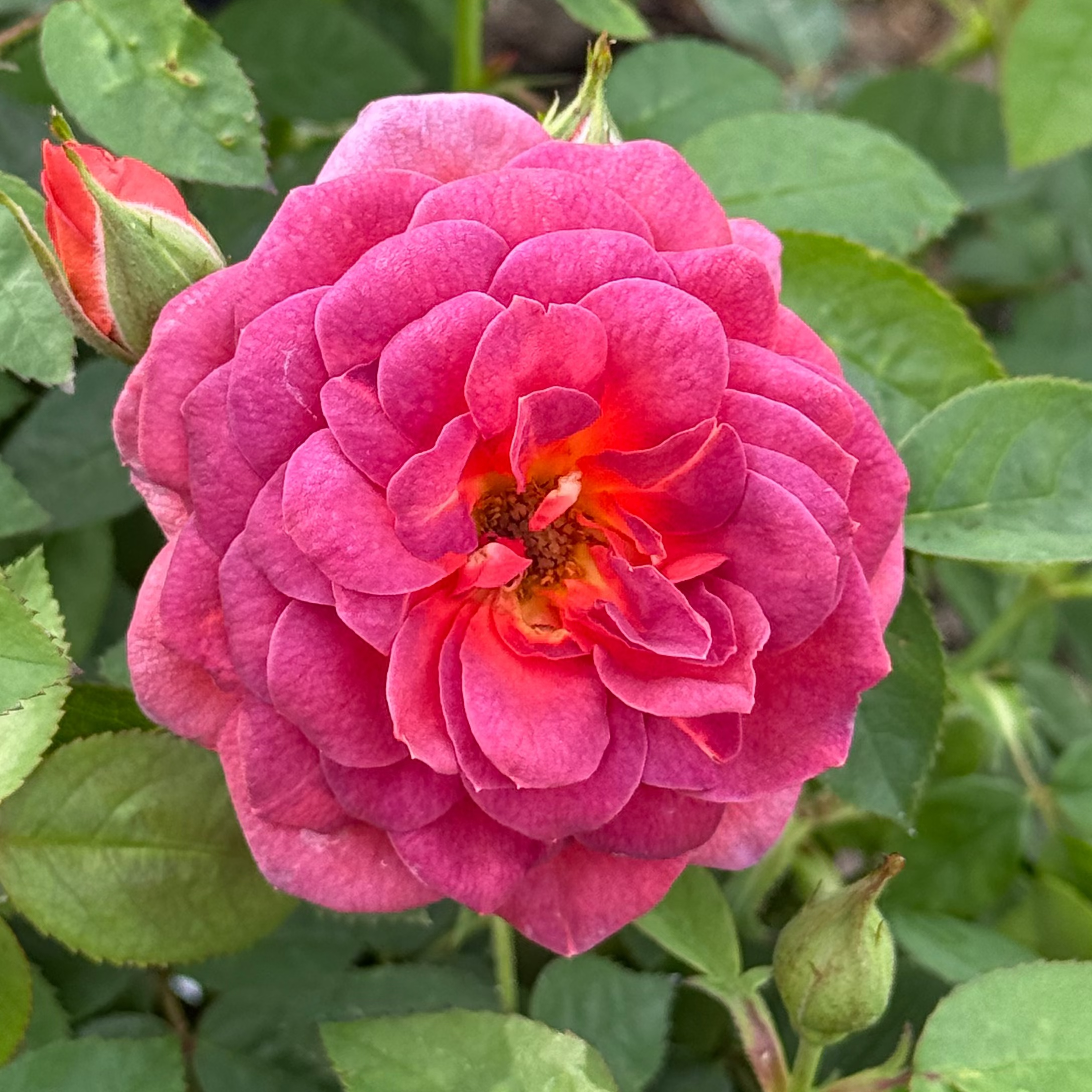 Midnight Fire™ Potted Rose Bush