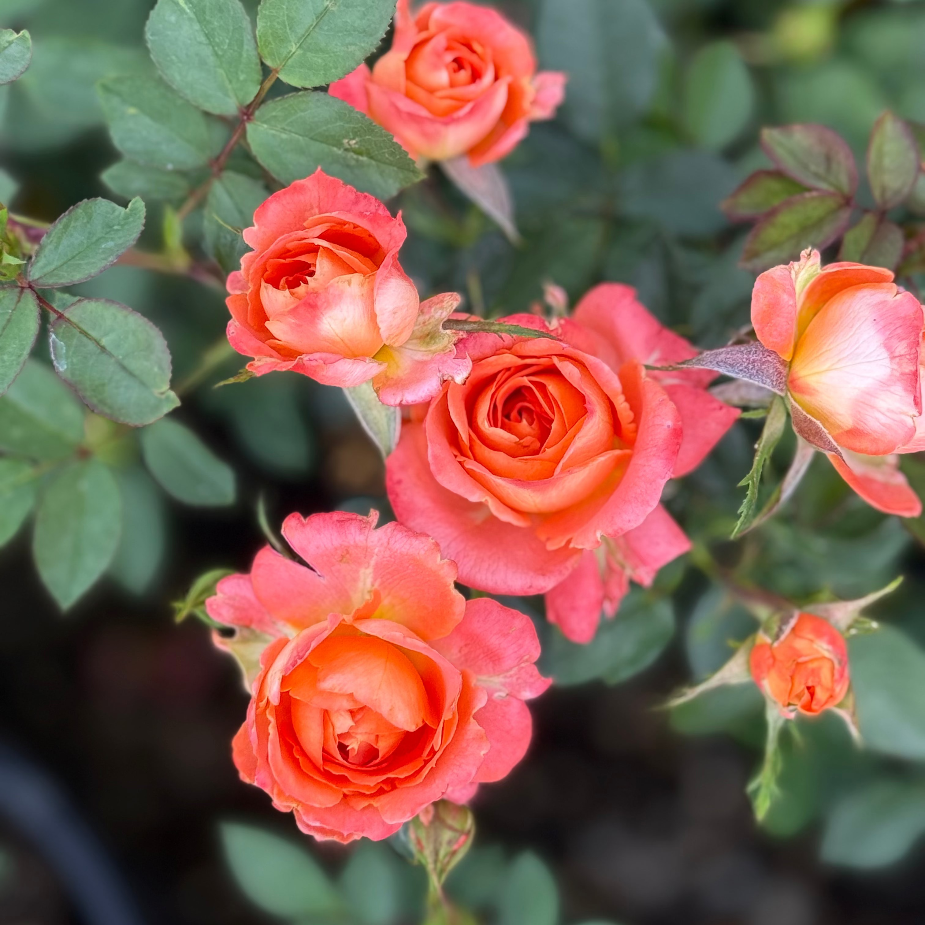 Close-up of orange roses with green leaves in a garden setting