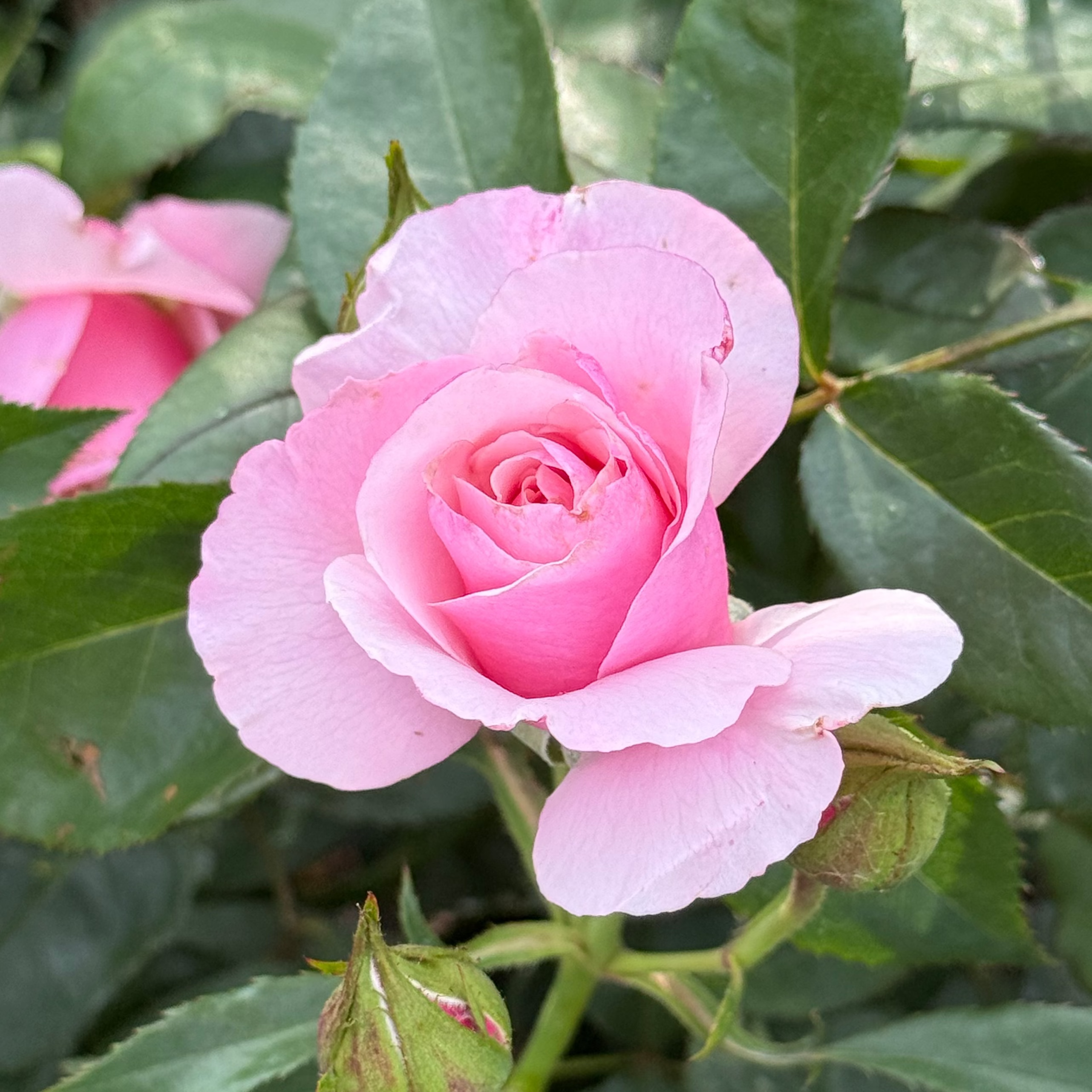 Our Lady Of Guadeloupe Potted Tree Rose