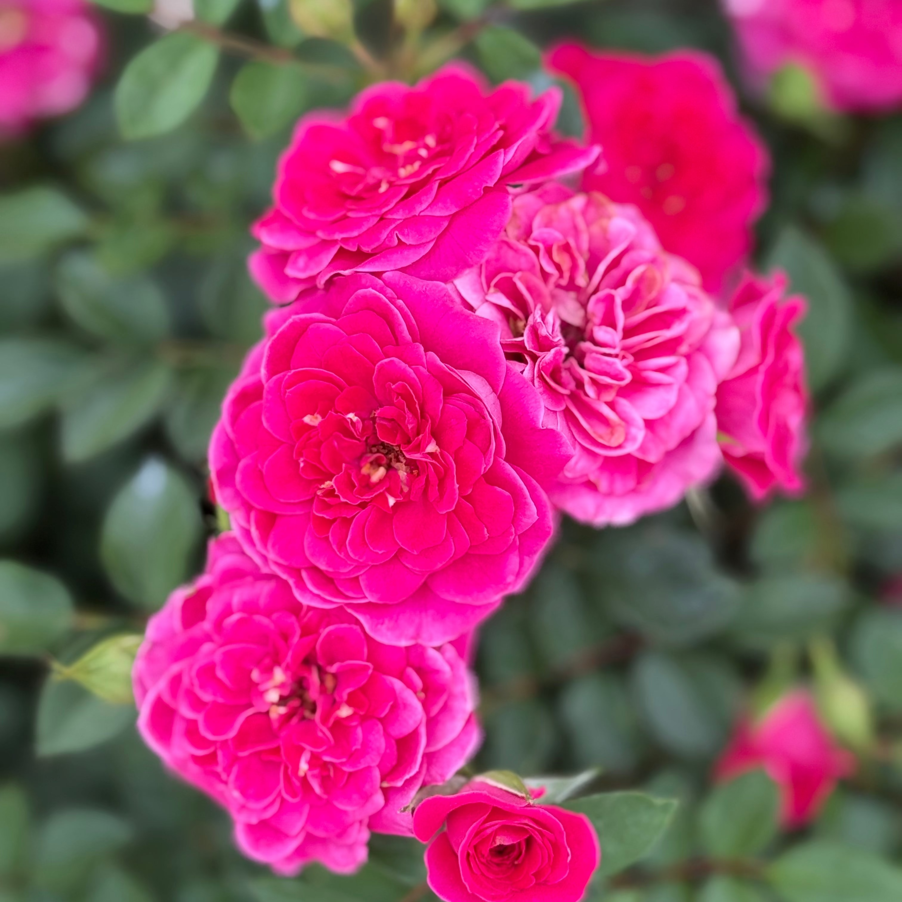 Sunblaze® Dragon Fruit  Potted Rose Bush