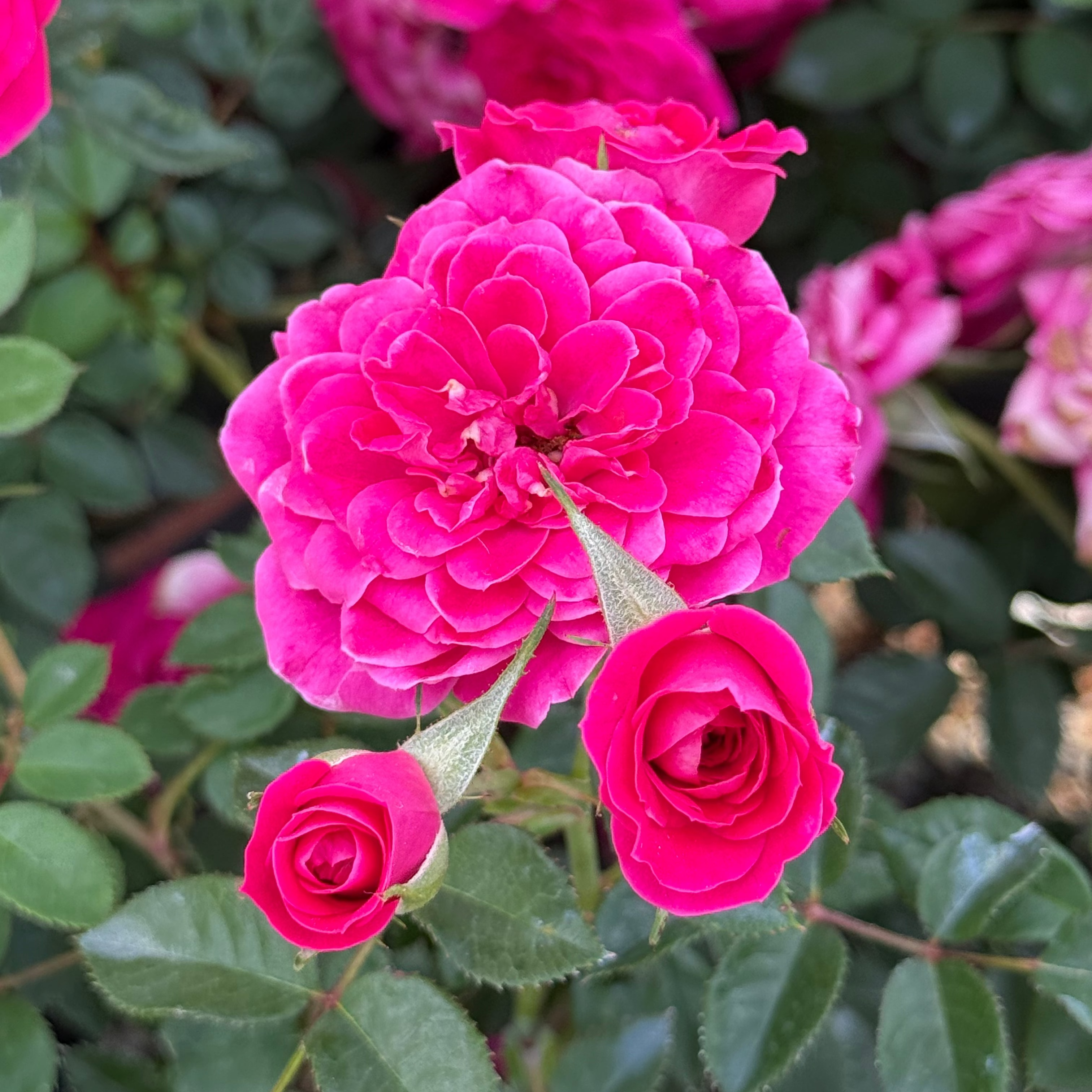 Sunblaze® Dragon Fruit Potted Rose Bush