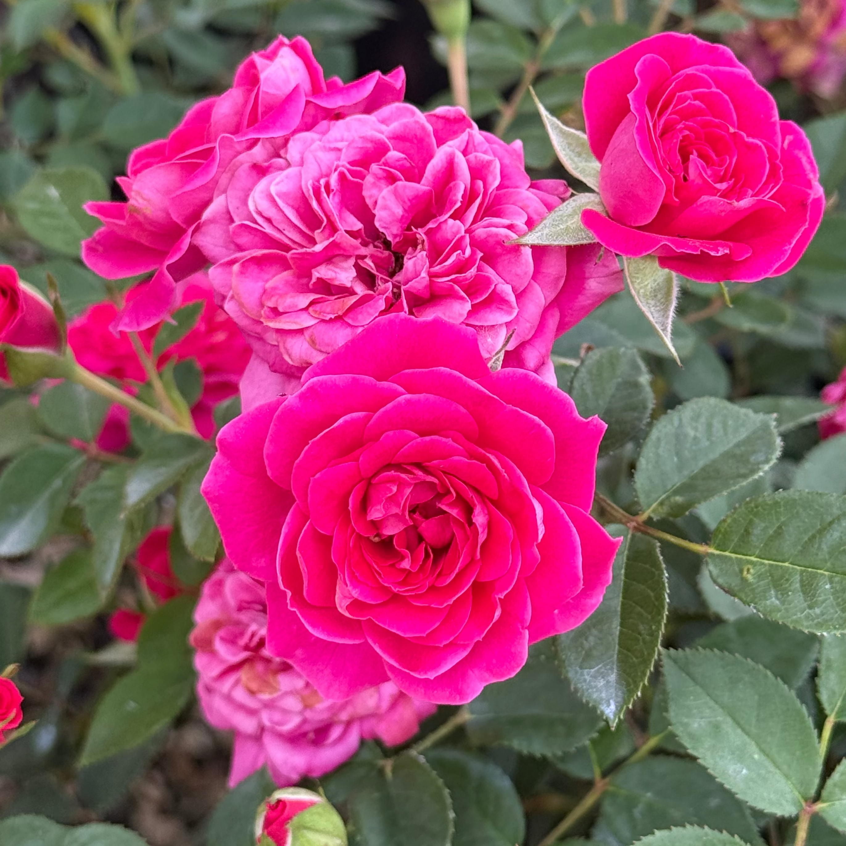 Sunblaze® Dragon Fruit  Potted Rose Bush
