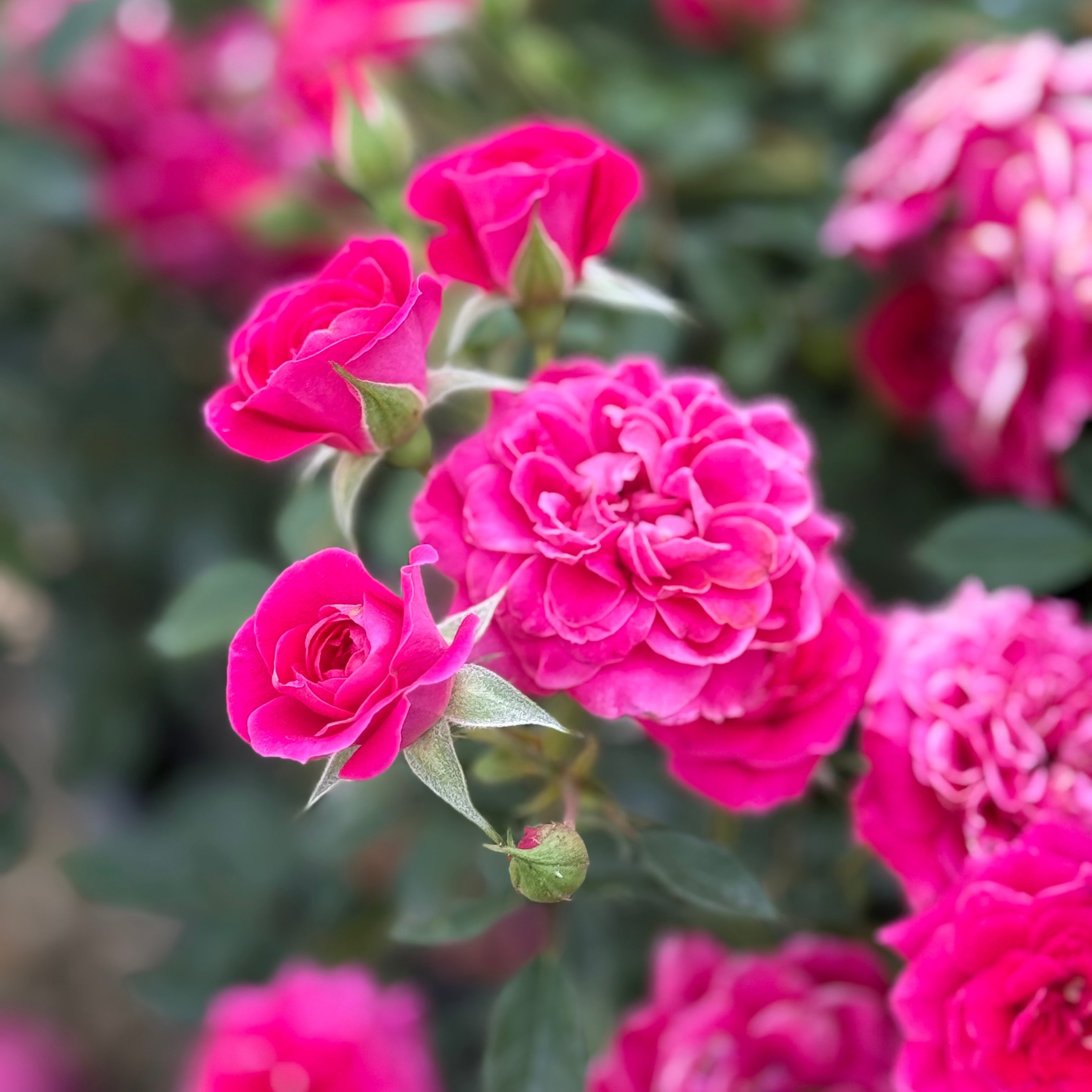 Sunblaze® Dragon Fruit  Potted Rose Bush