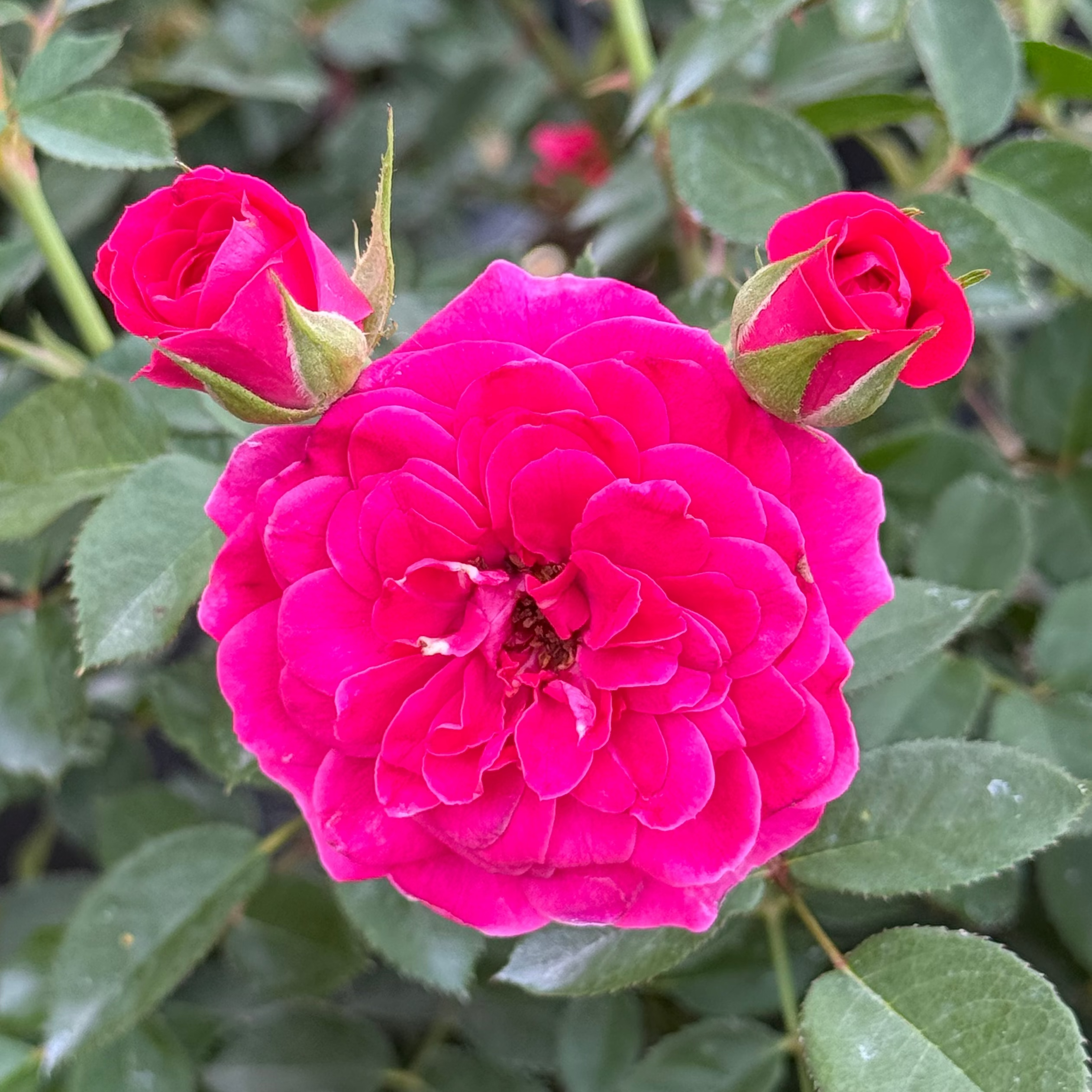 Dragon Fruit Sunblaze Potted Rose Bush | Pink Miniature Rose Bush